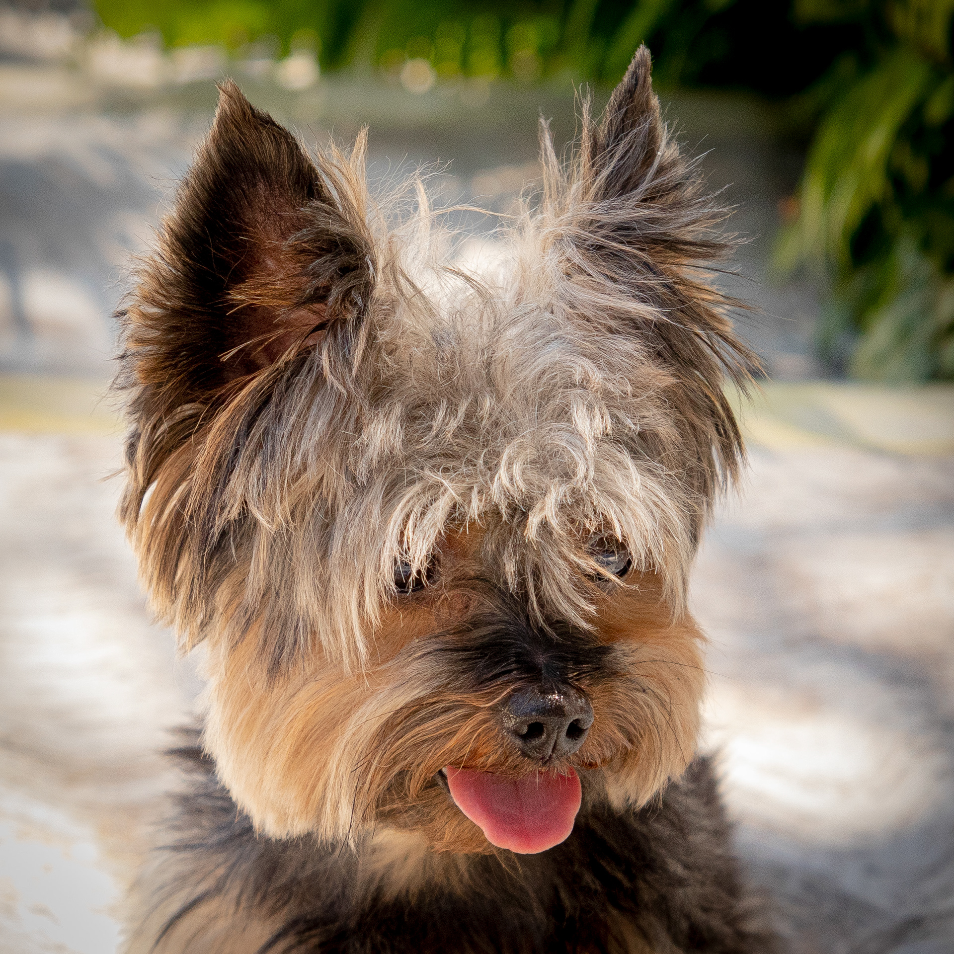 Foto de Yorkie en Selva