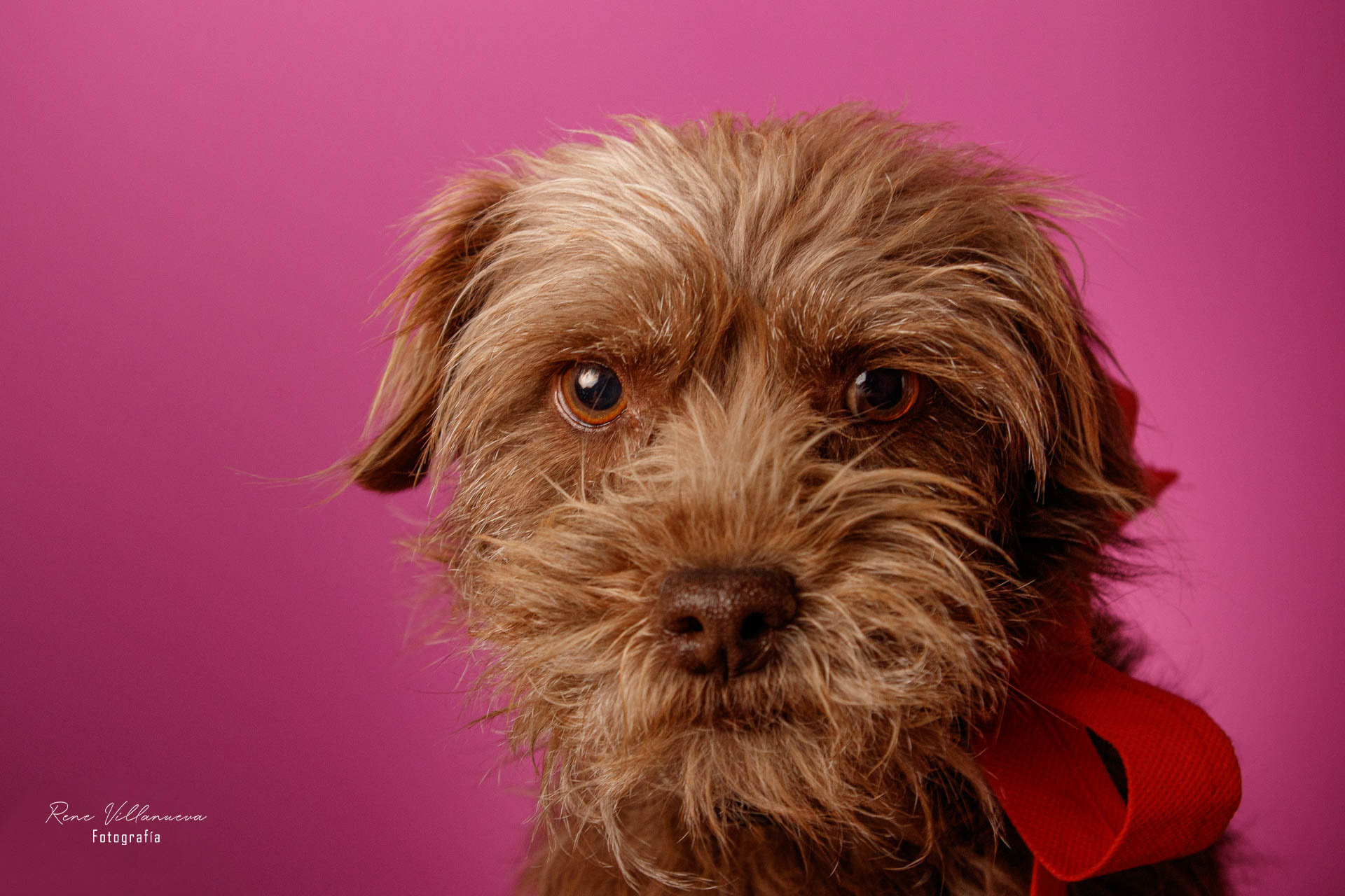 Foto de perrito Yorkie Supercan
