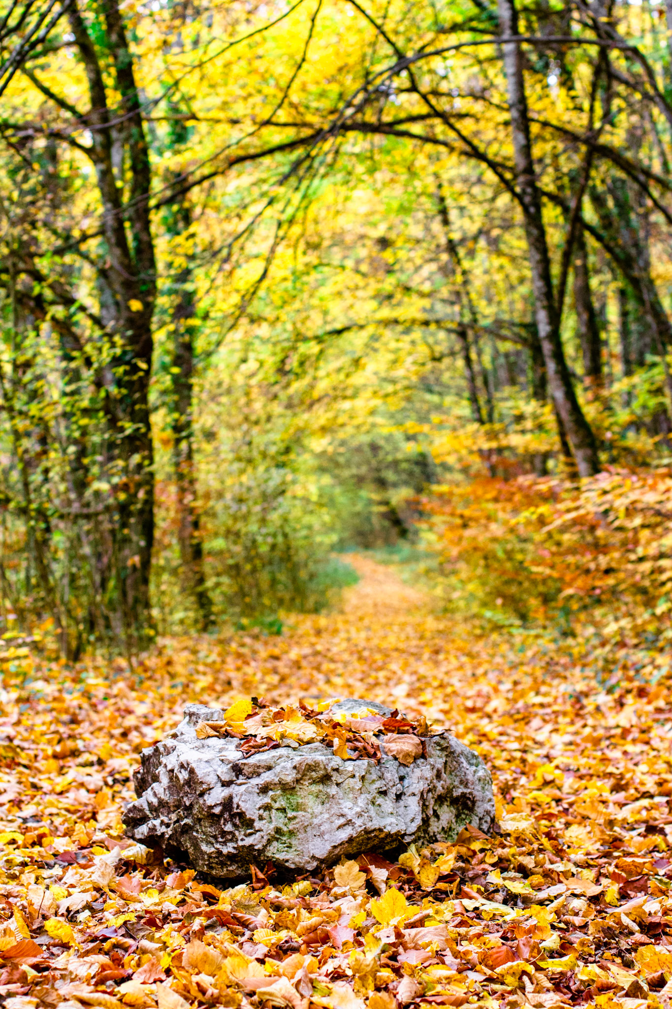 Autumn Leaves
