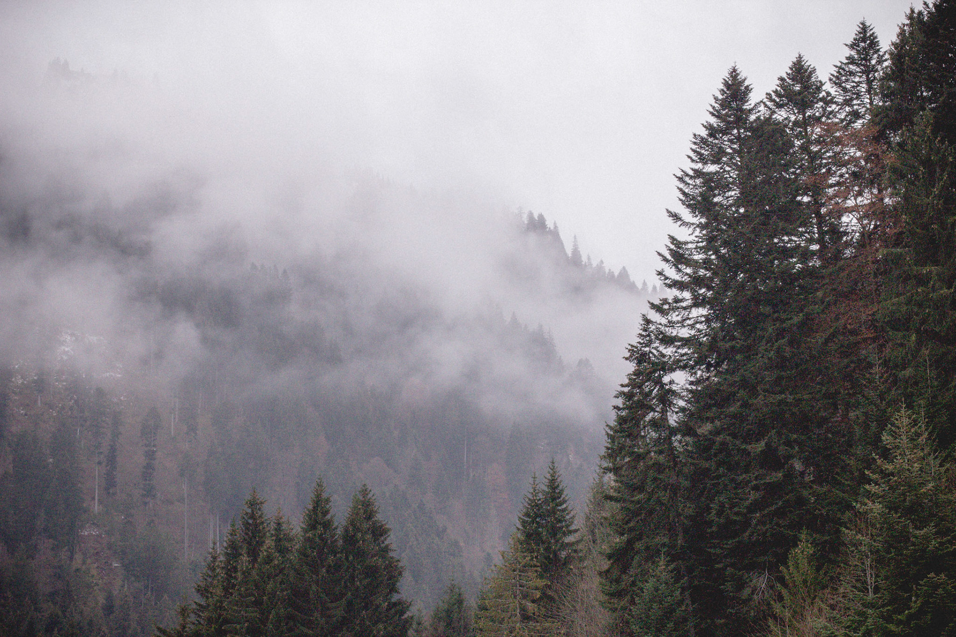Forest Haze Landscape