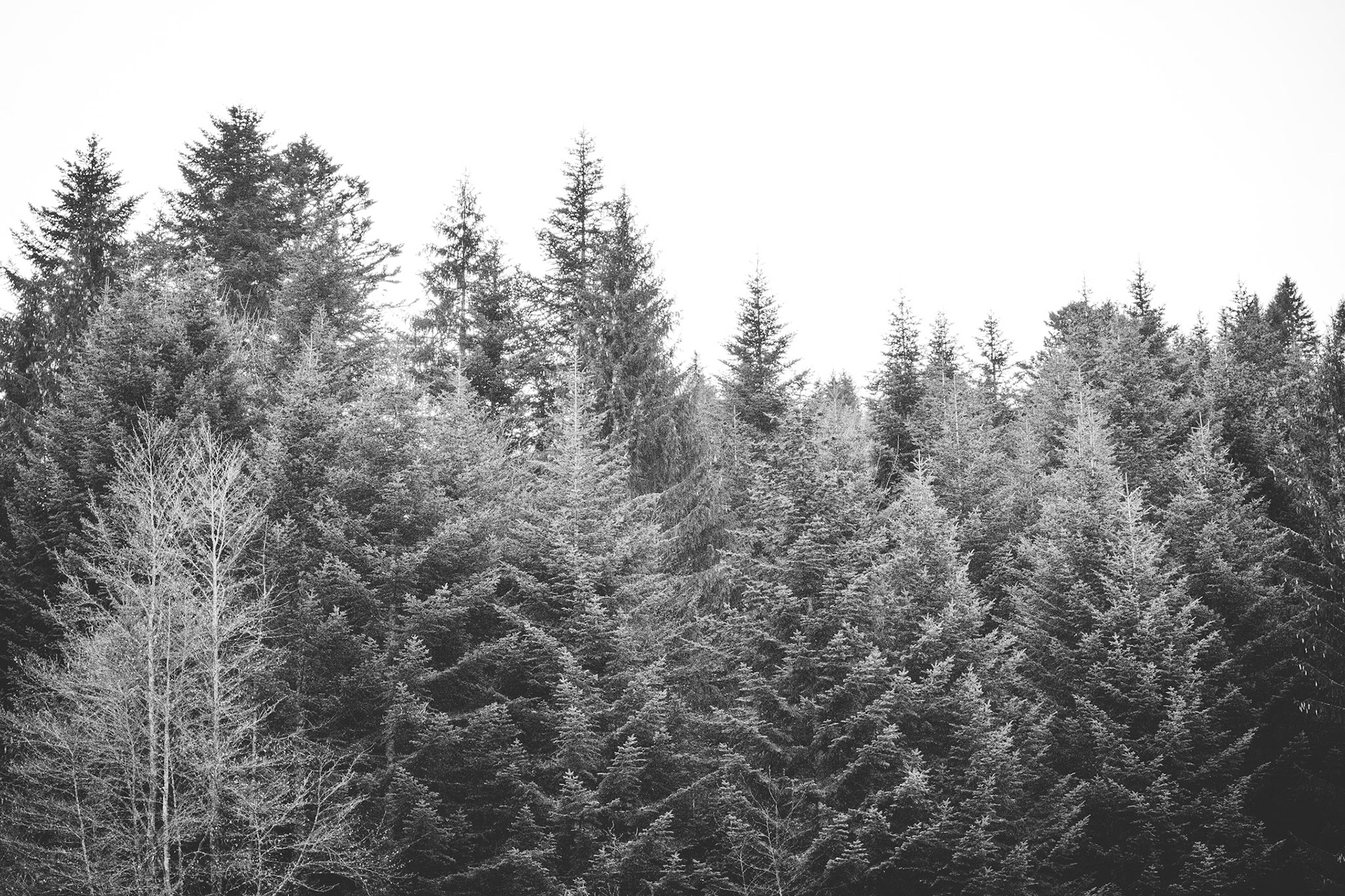 Swiss Pines