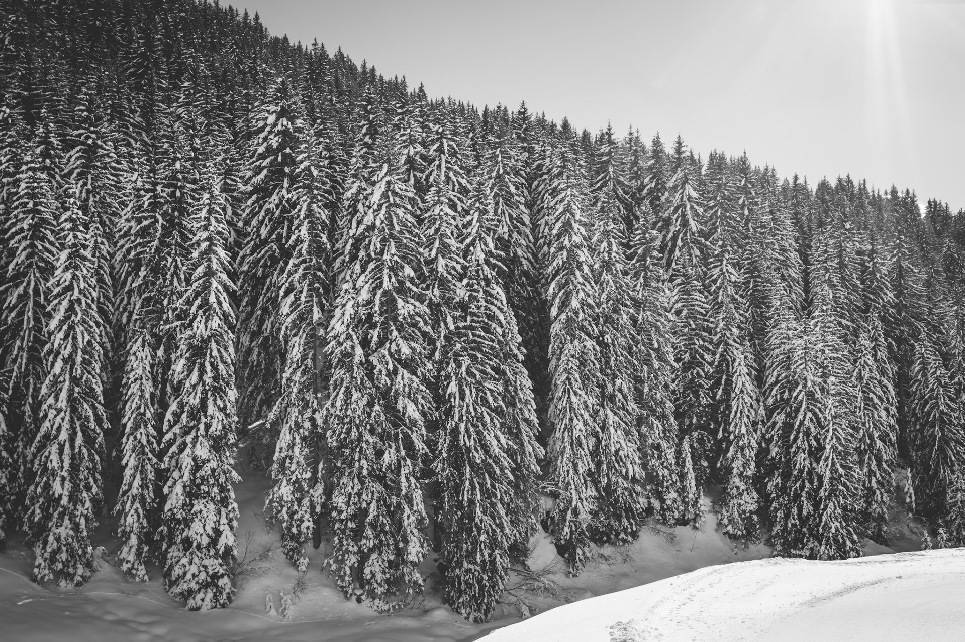 Snowy Pines