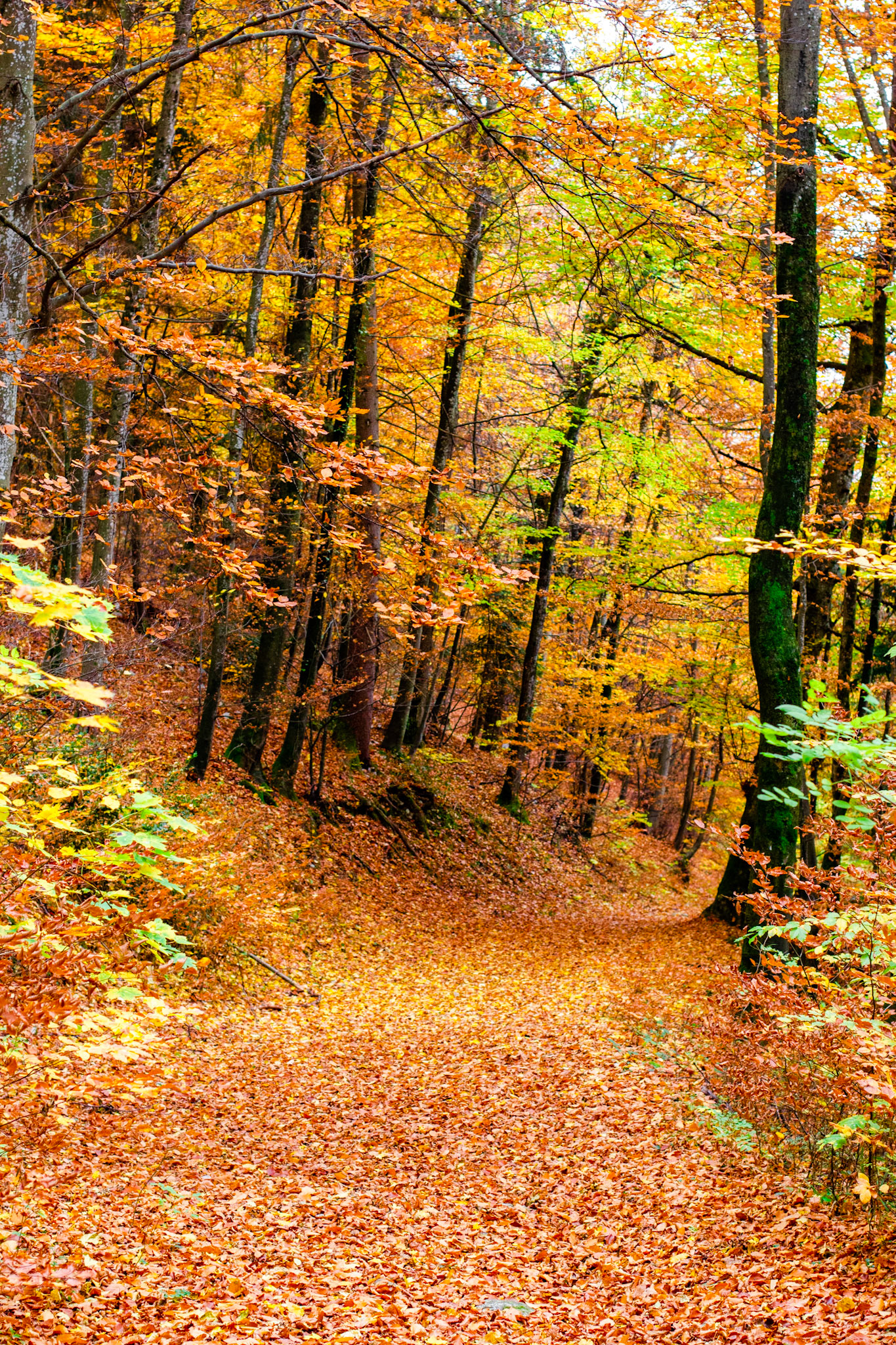 Autumn Forest Trail