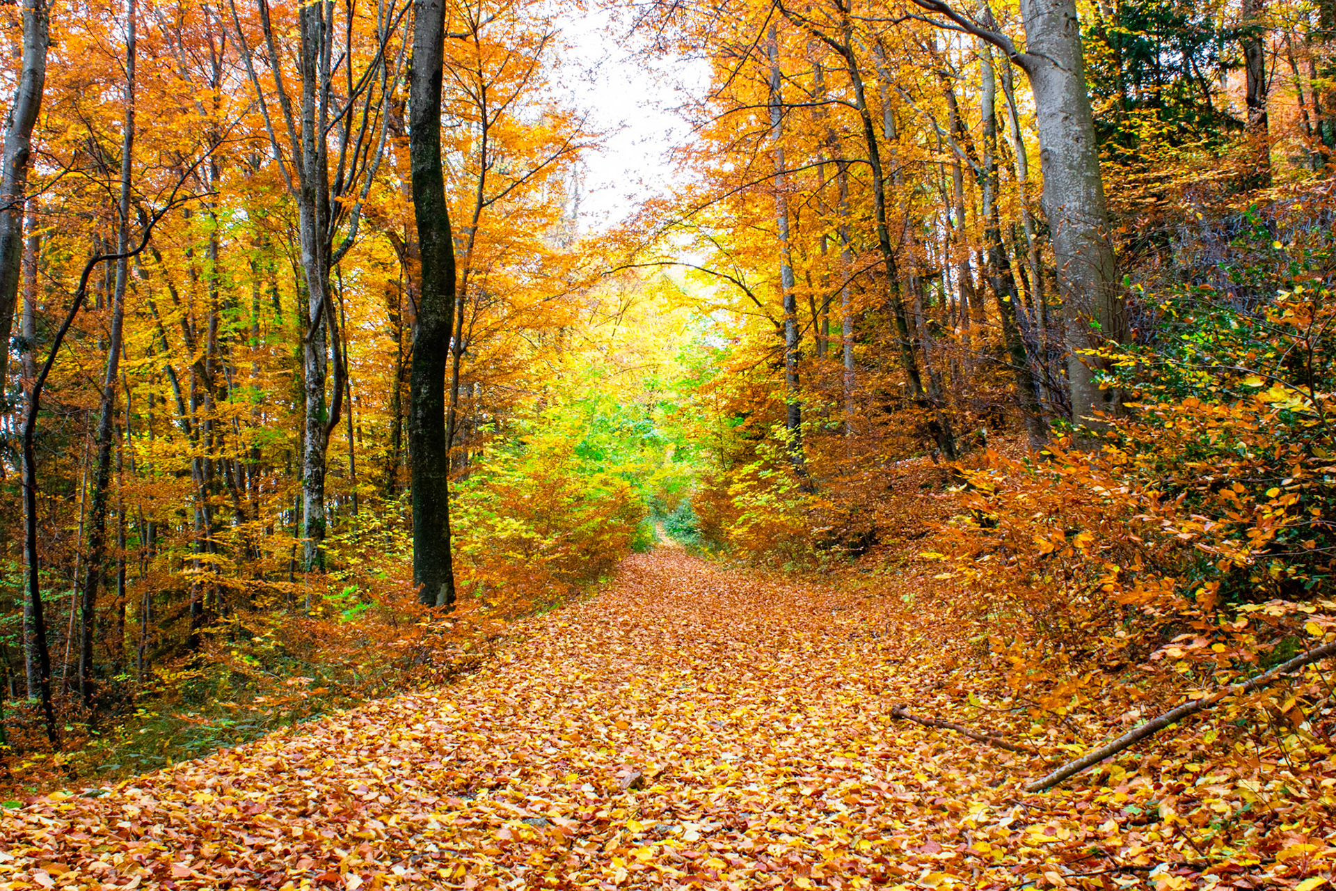 Autumn Forest Adventure
