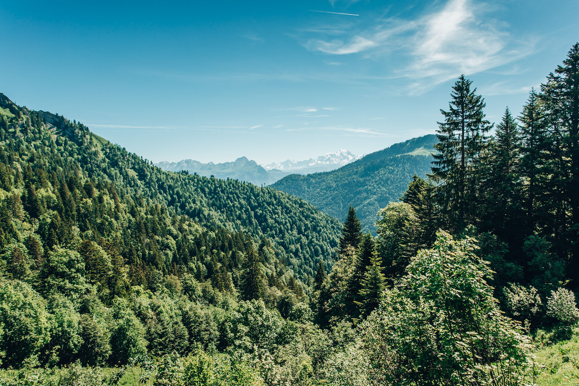 Forest Pine