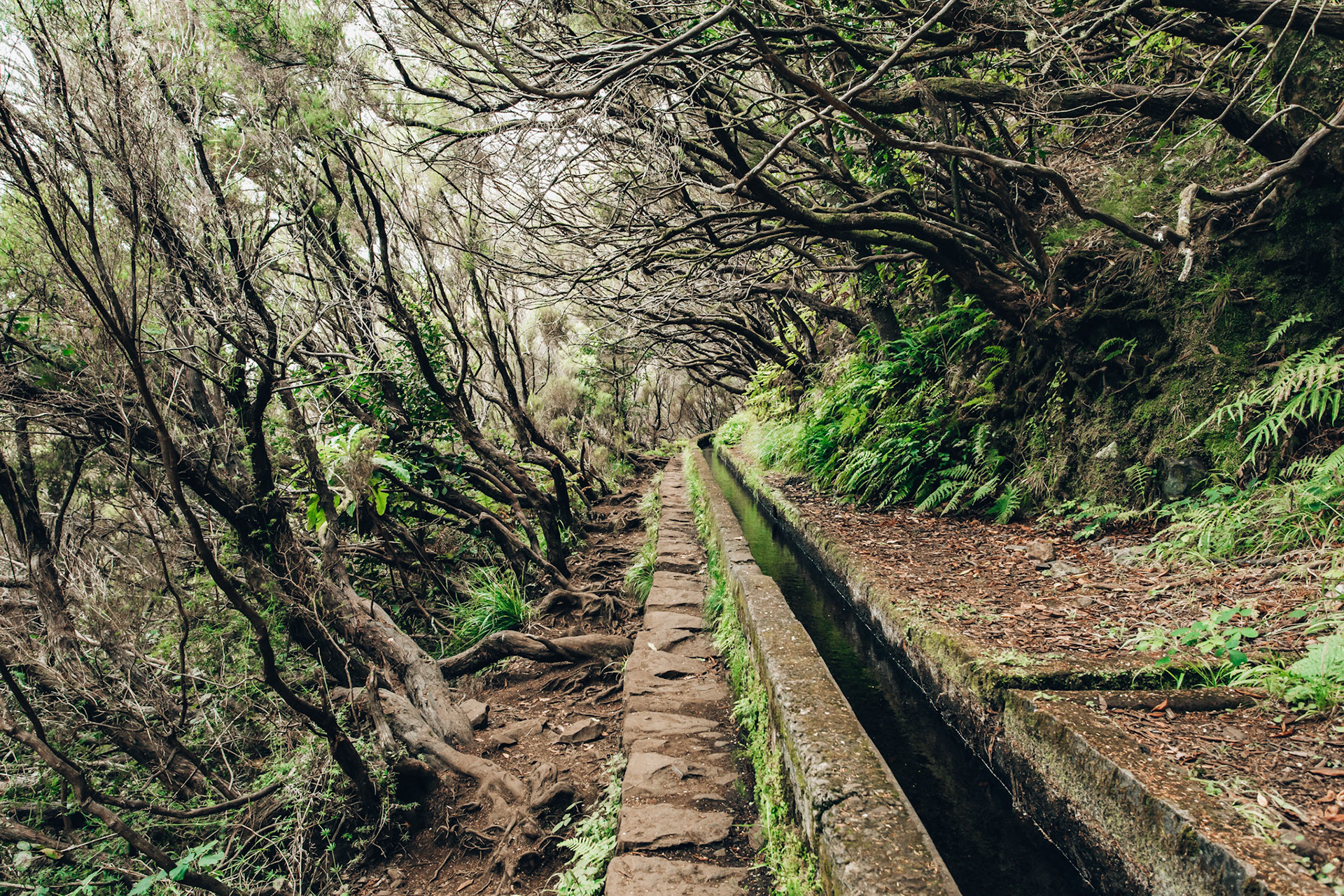 Forest Line