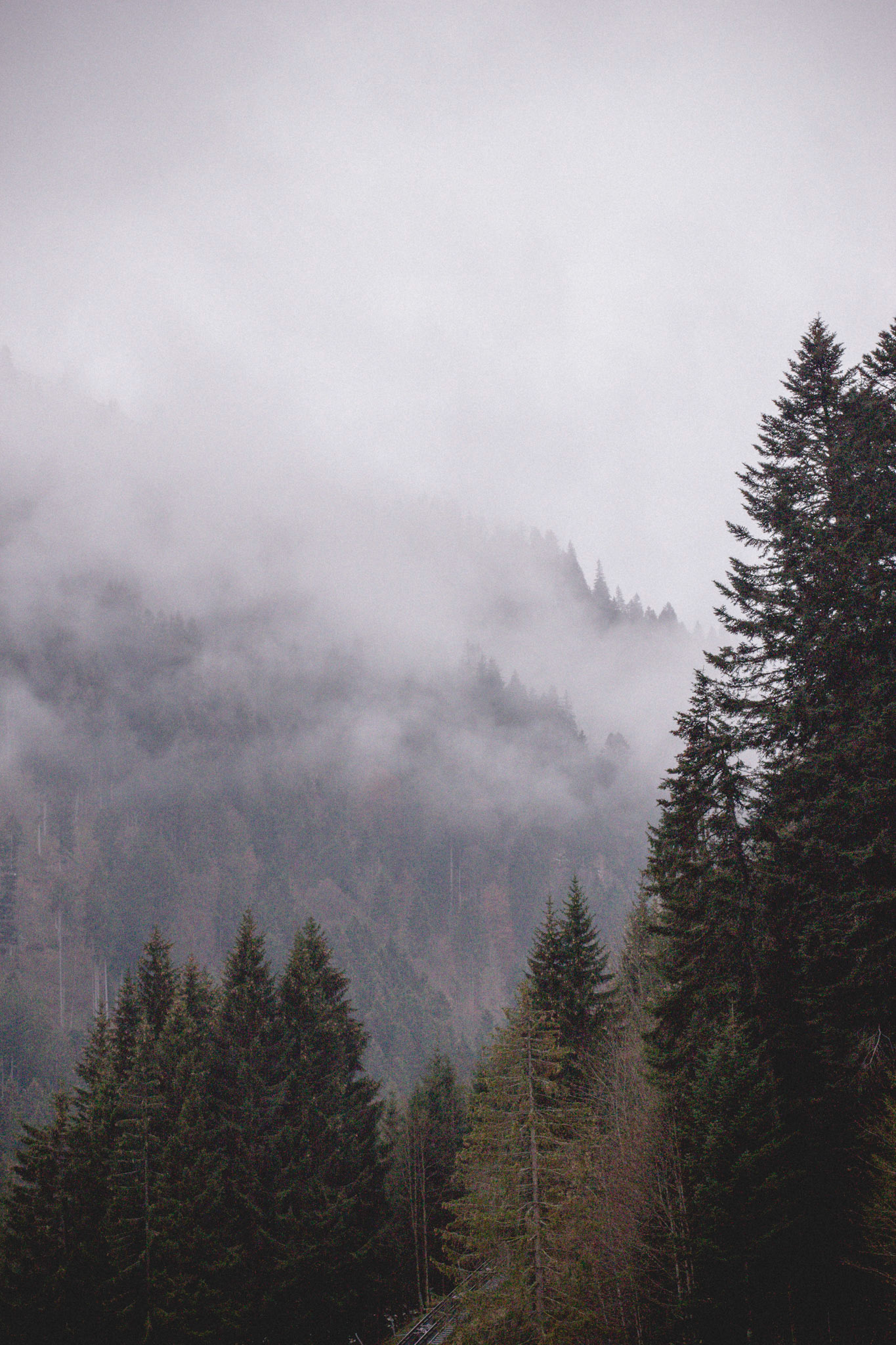 Forest Haze Portrait