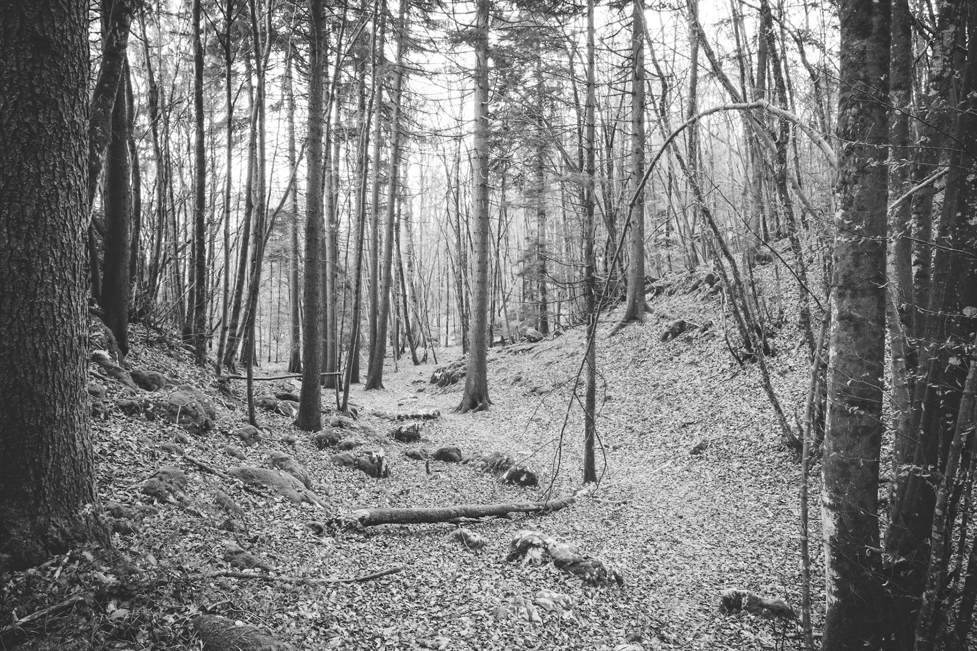 Semnoz trail