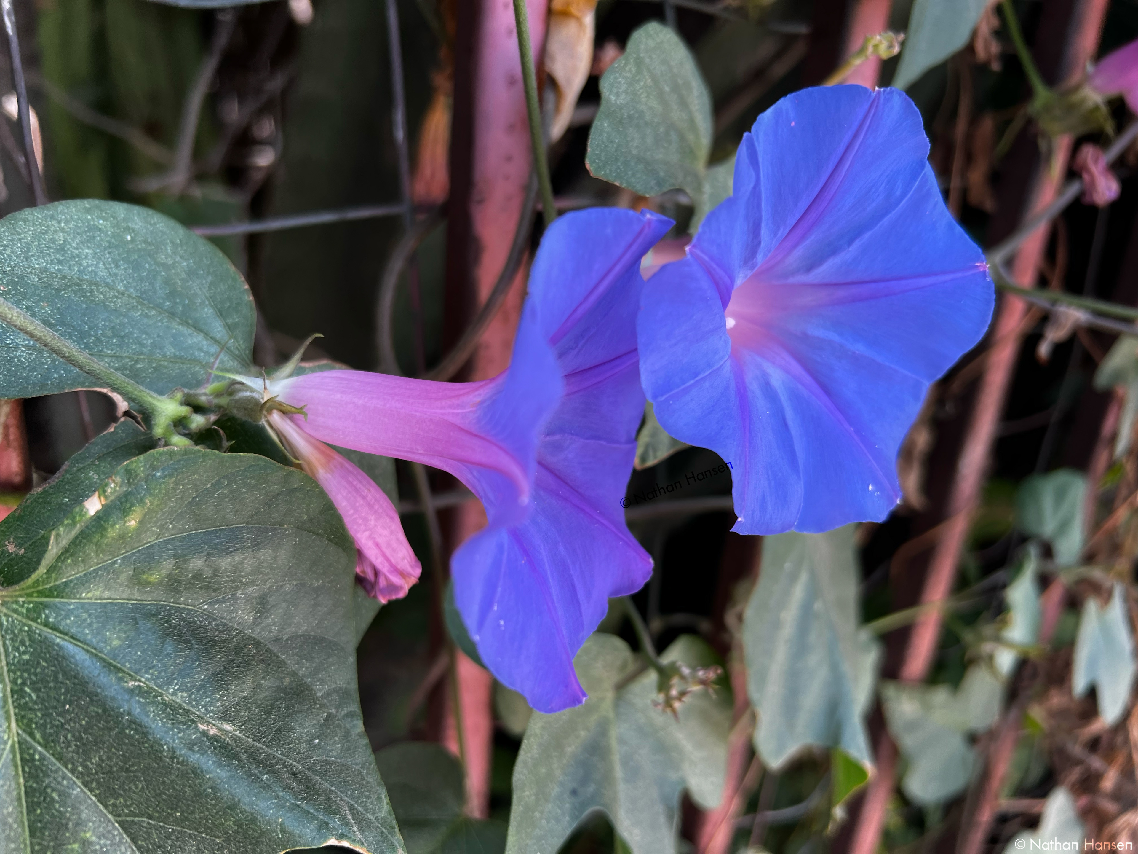 Morning Glories