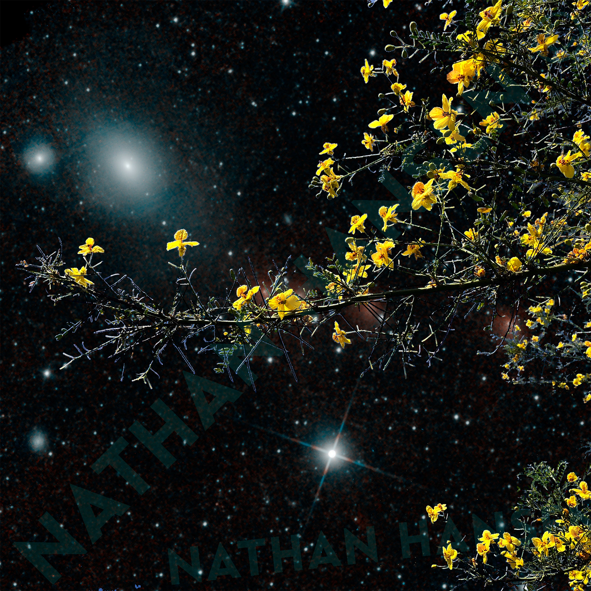 Starlight Delight