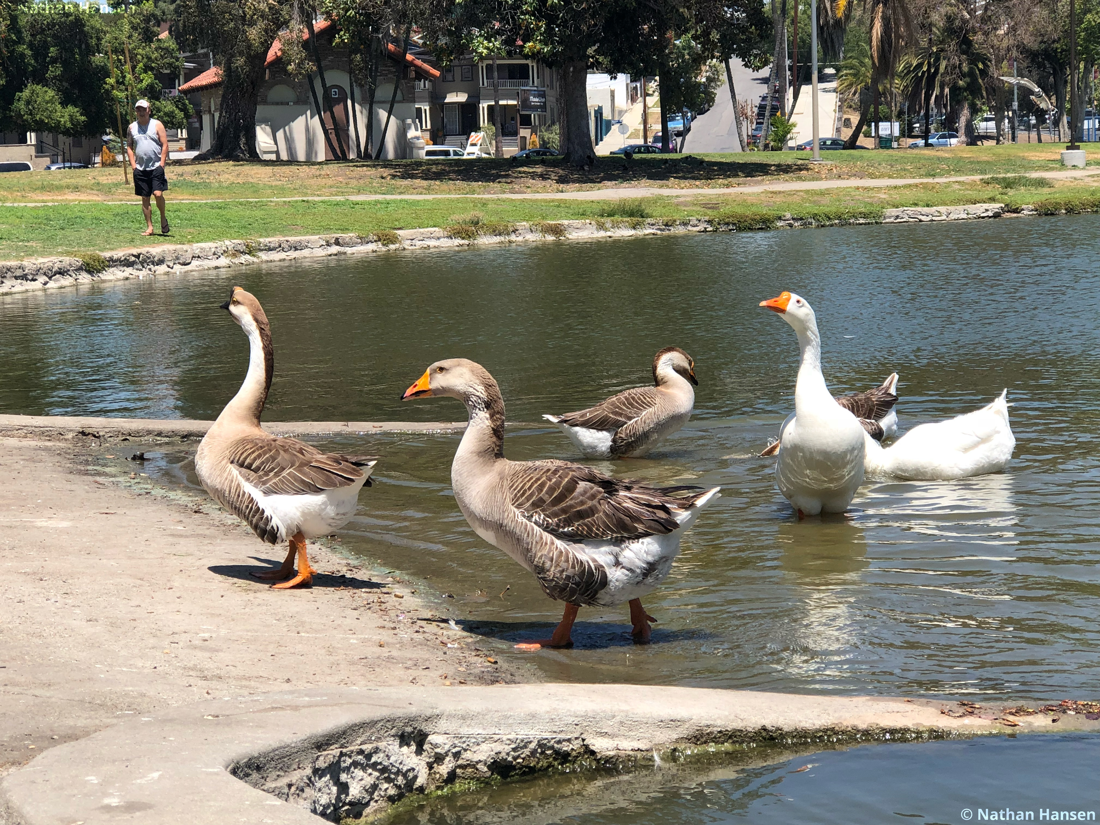Ducks at the Park