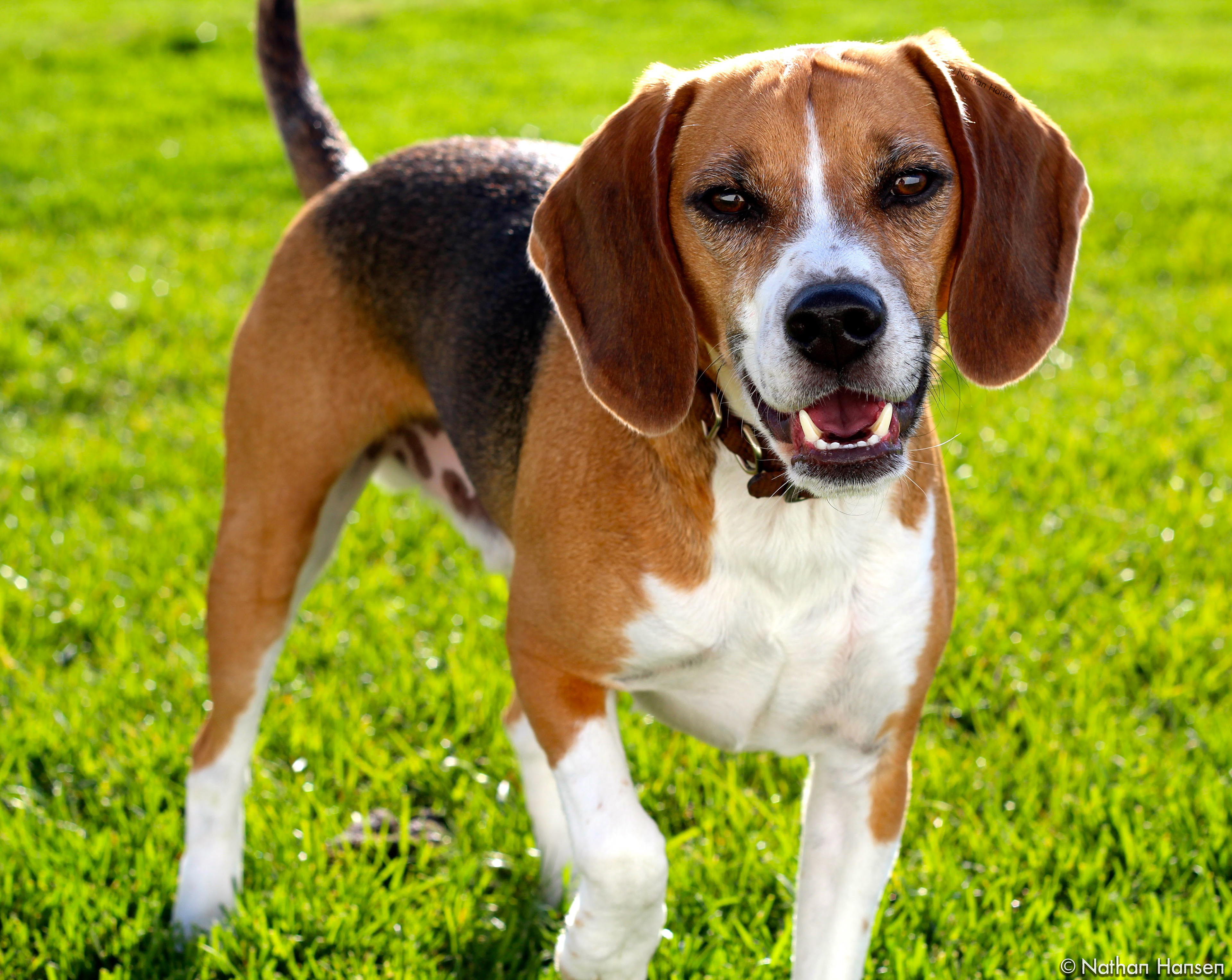 Nicole's Beagle
