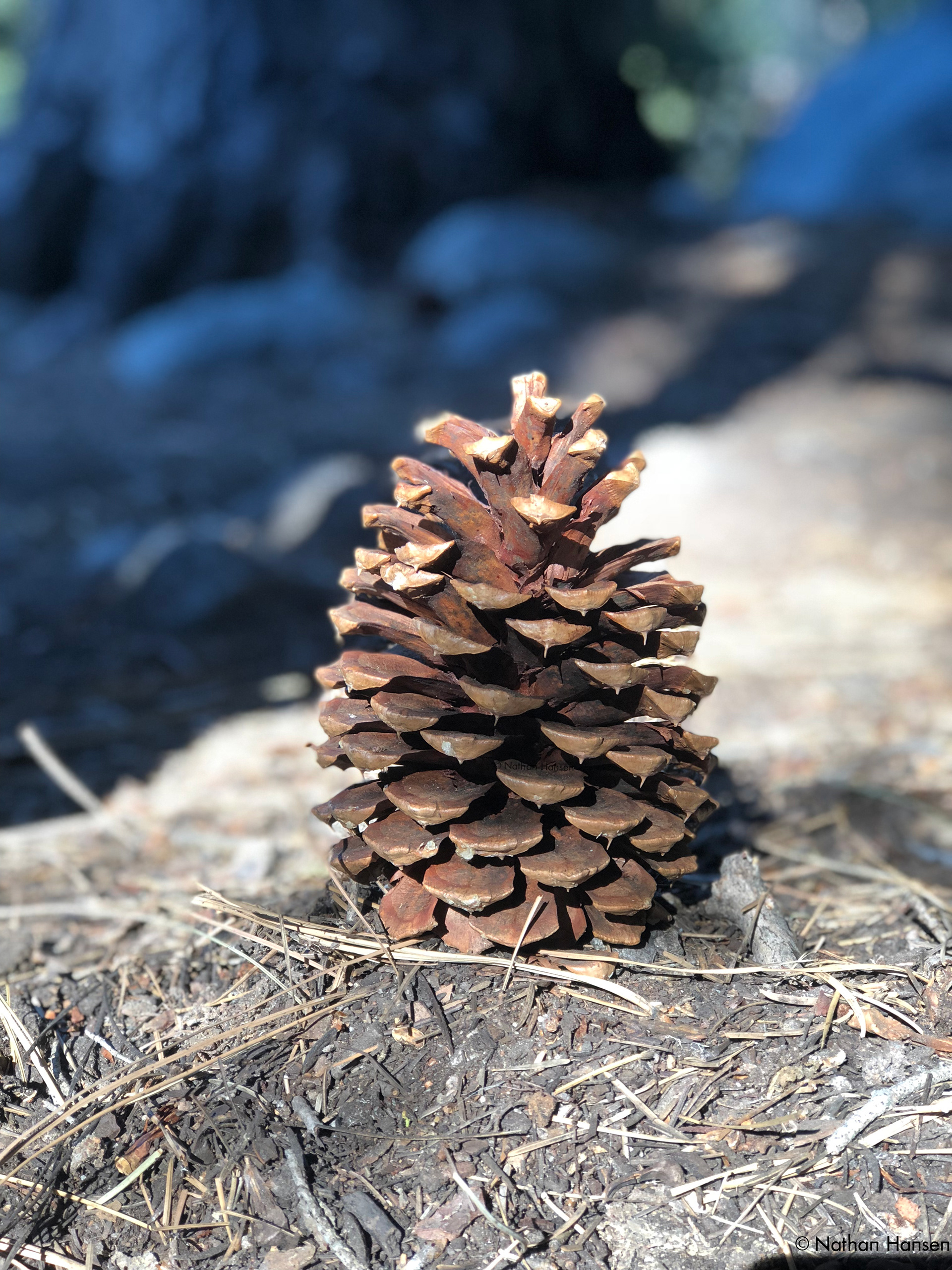 Portrait of a Pinecone