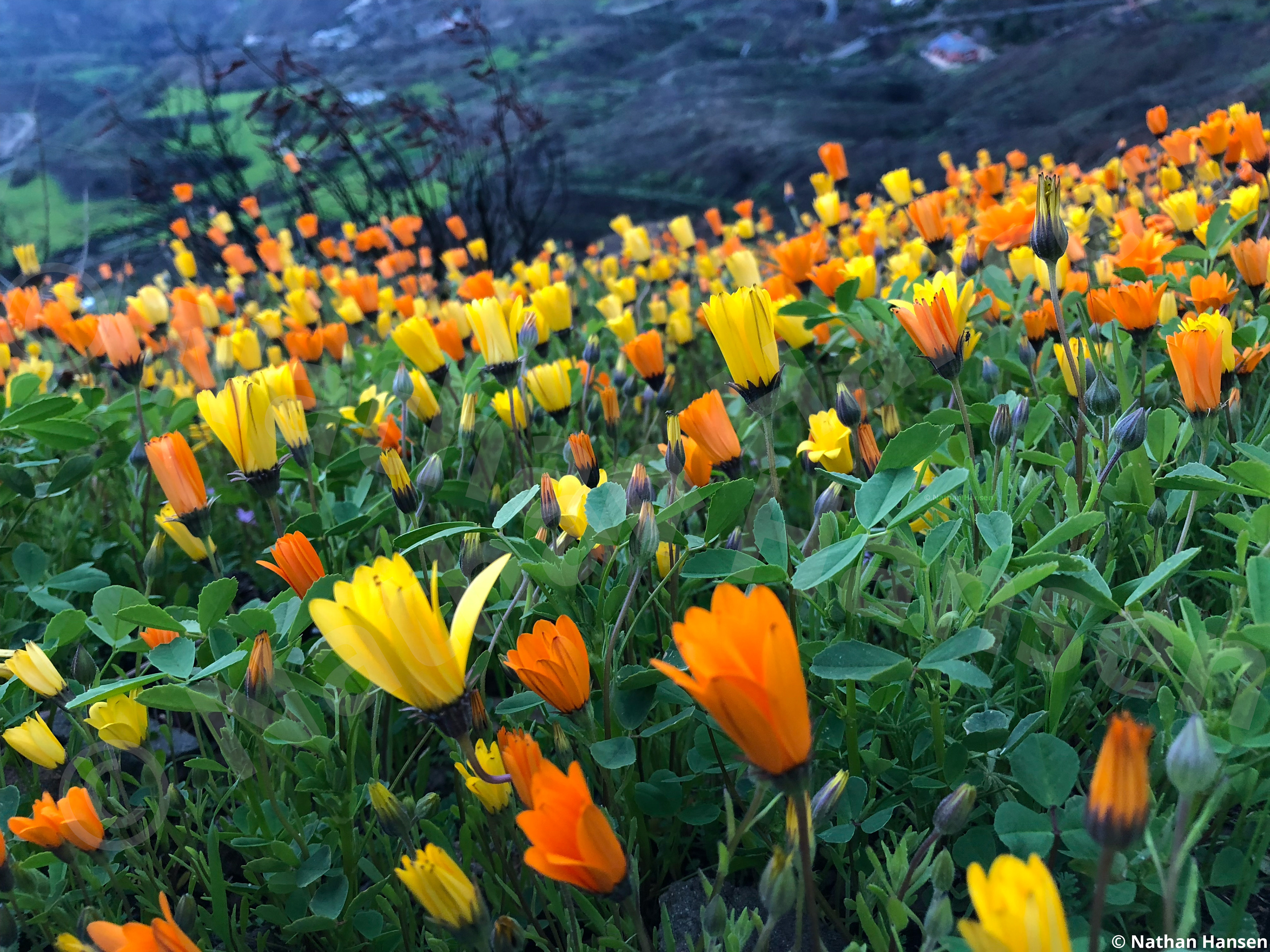 Flower Chorus