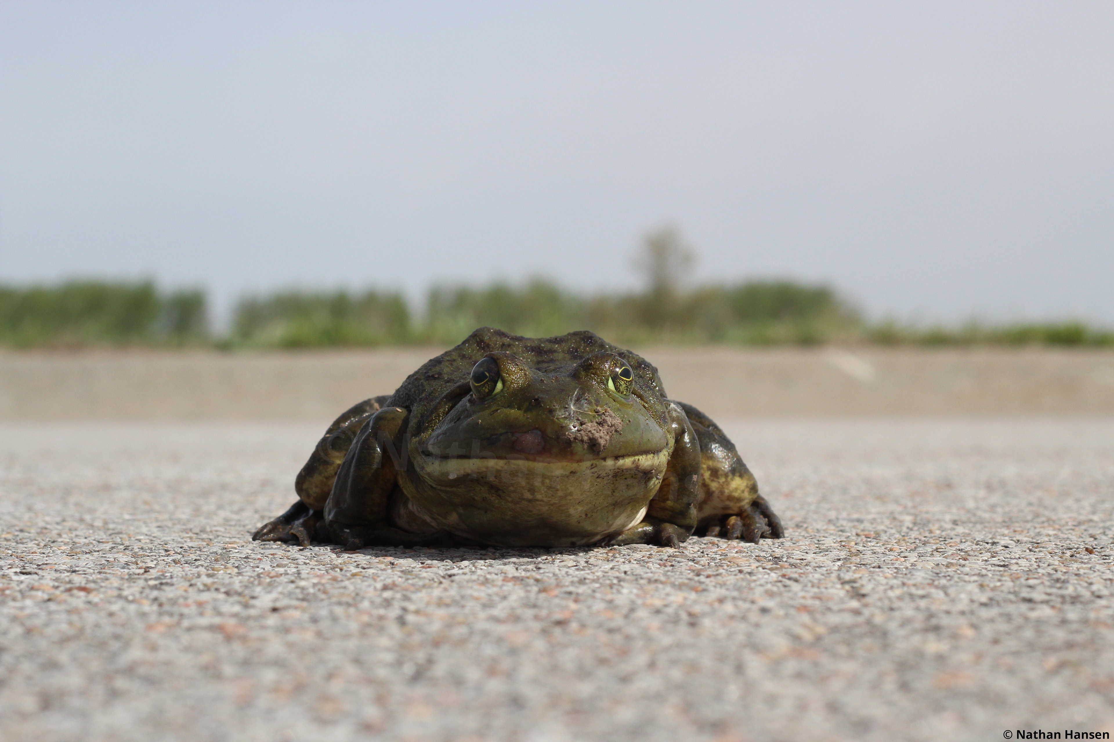Toad on the Road