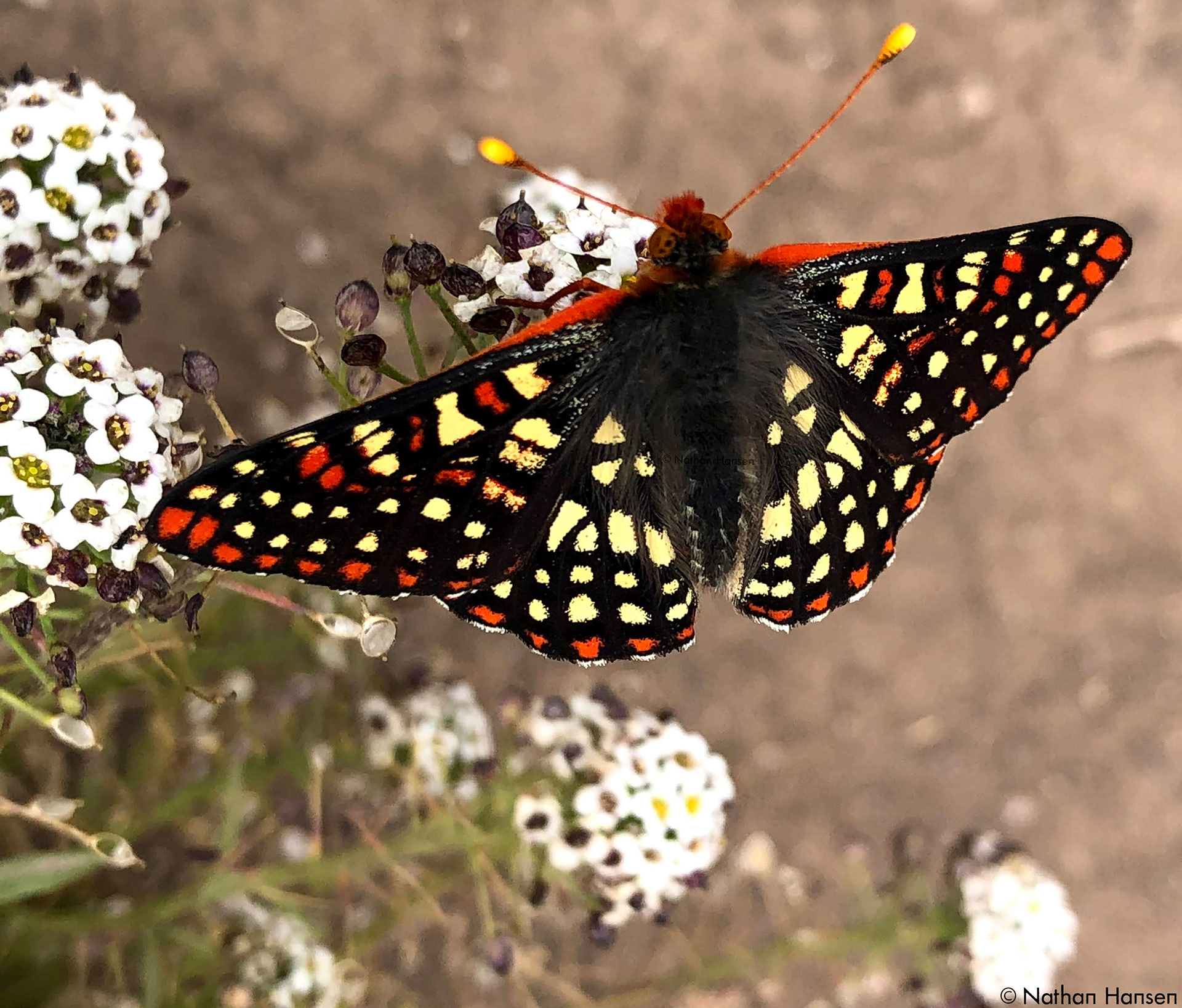 Quino Checkerspot Butterfly