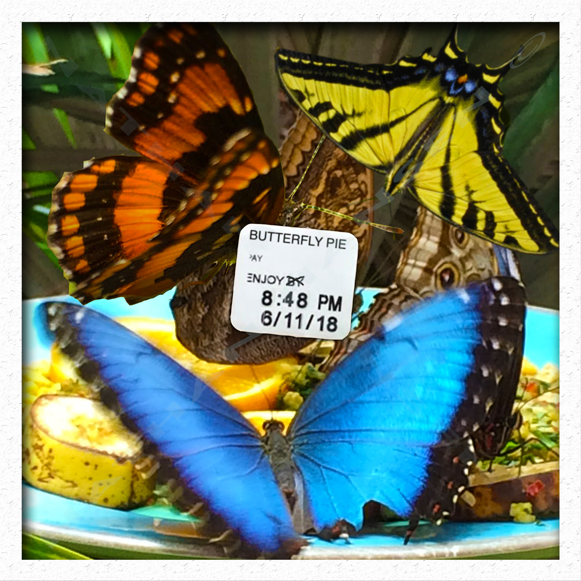Butterfly Pie