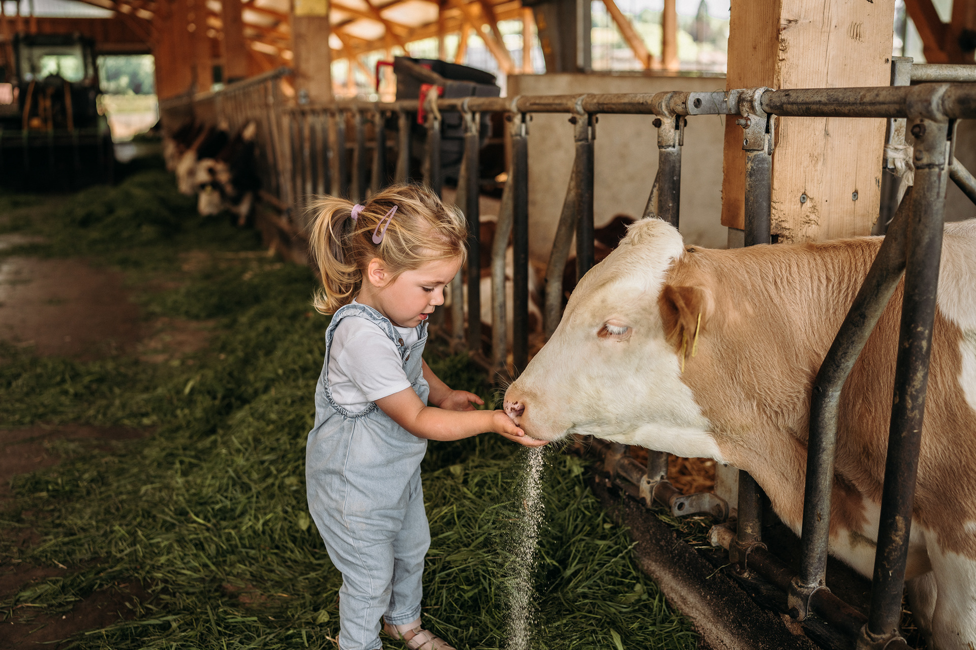 Kinderfotos mit Kälbchen