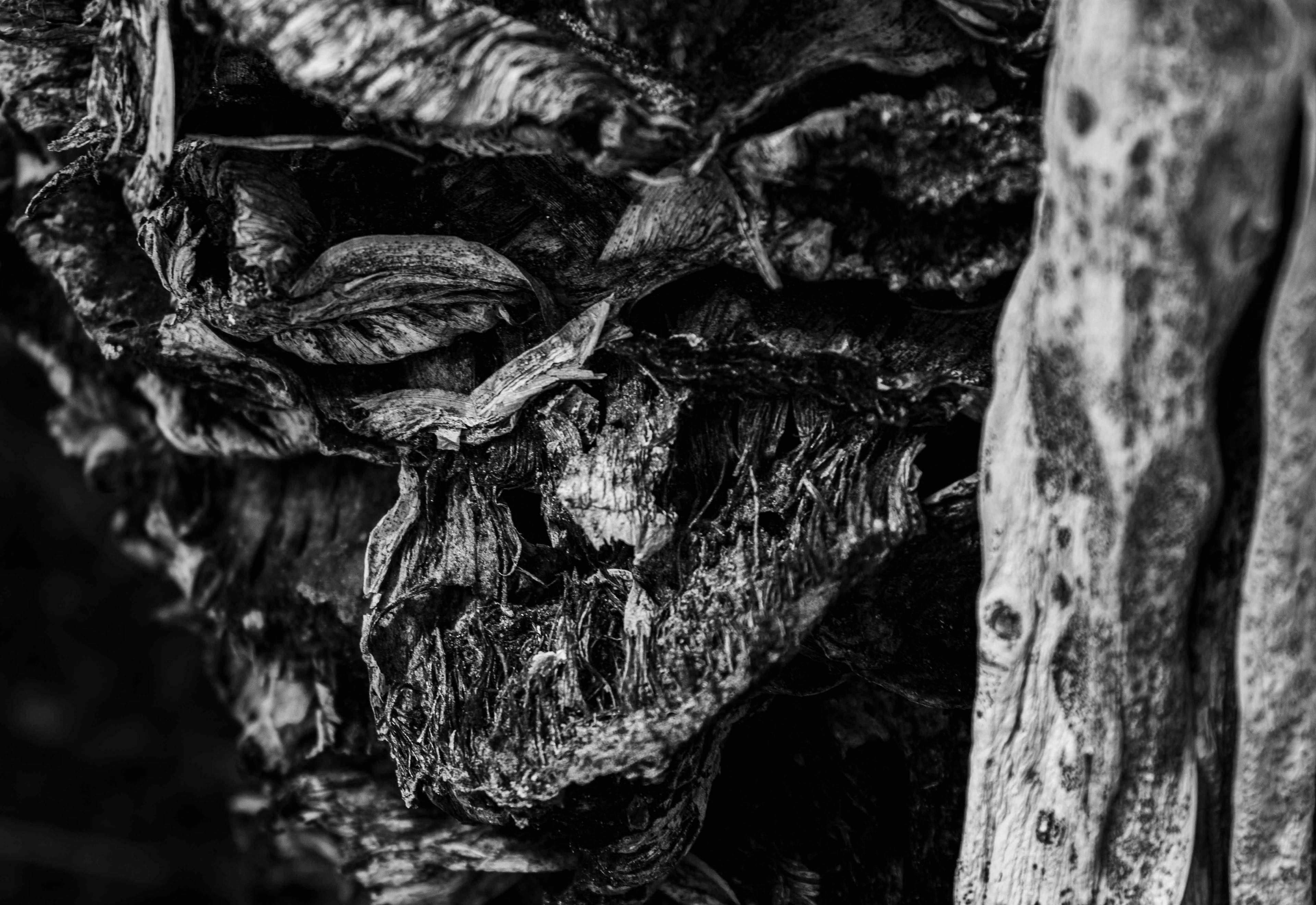 Title: Rough Bark; Featured in NSU 15th Annual Juried Art Exhibition
