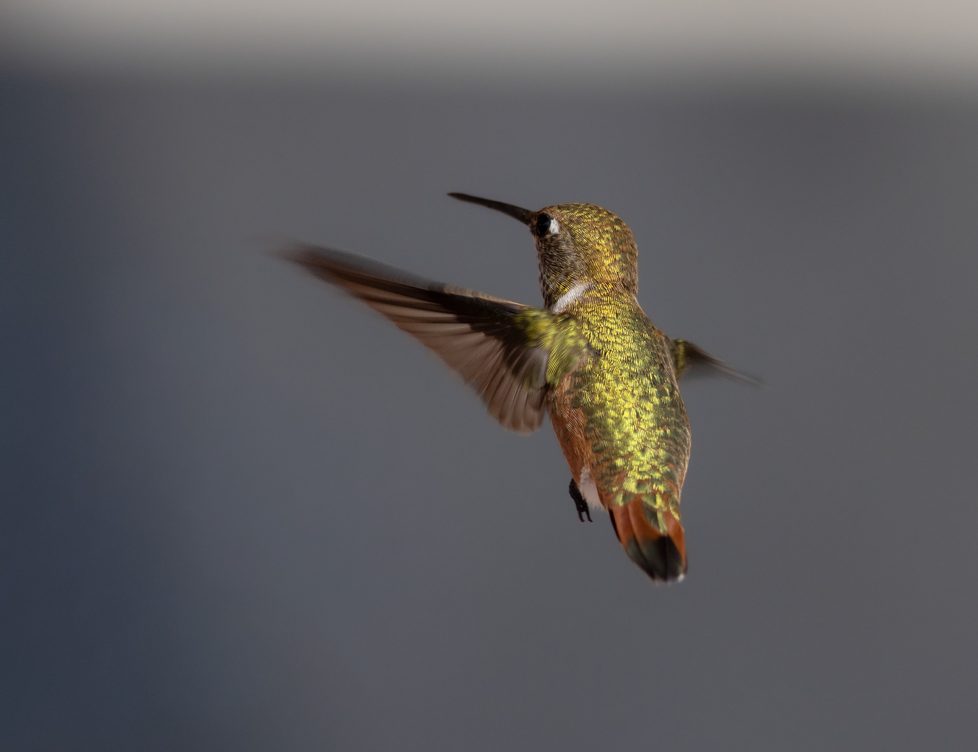 Another Young Rufous