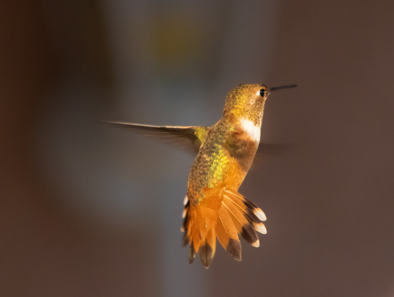 Dazzling Rufous