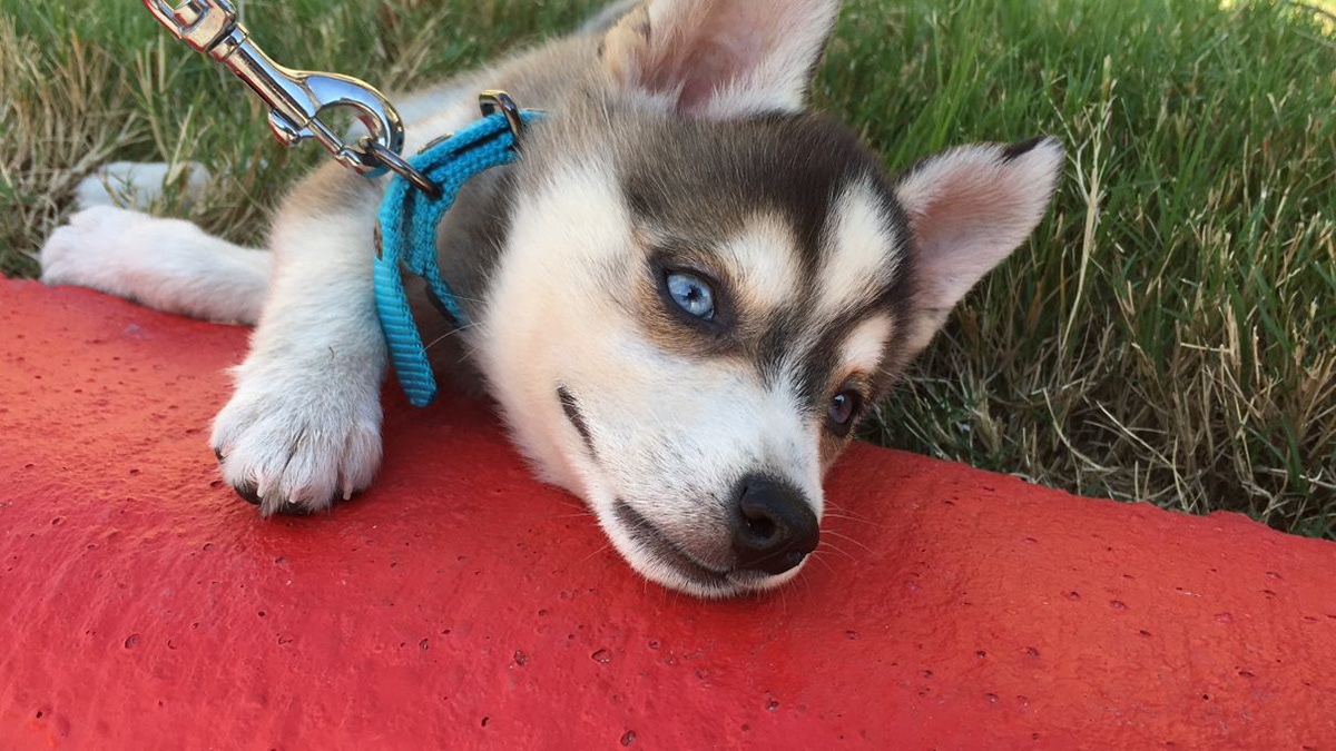 Alaskan Klee Kai Dog Breed Information