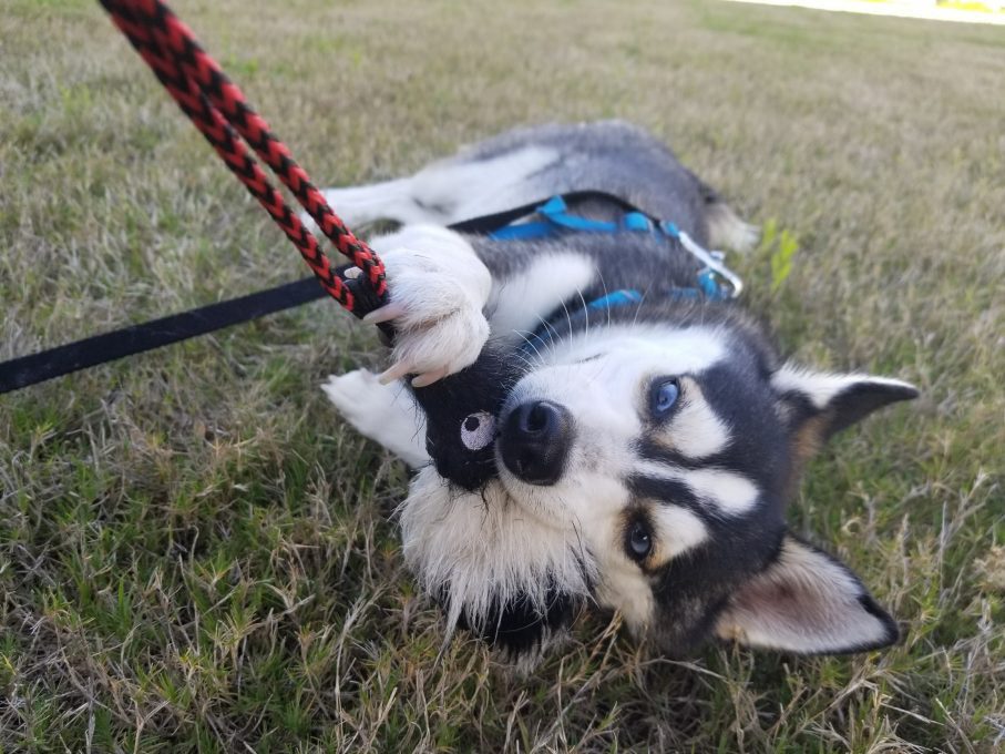 Alaskan Klee Kai - Training Course on Alaskan Klee Kai