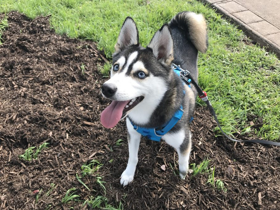 Alaskan Klee Kai's: Everything You Need To Know