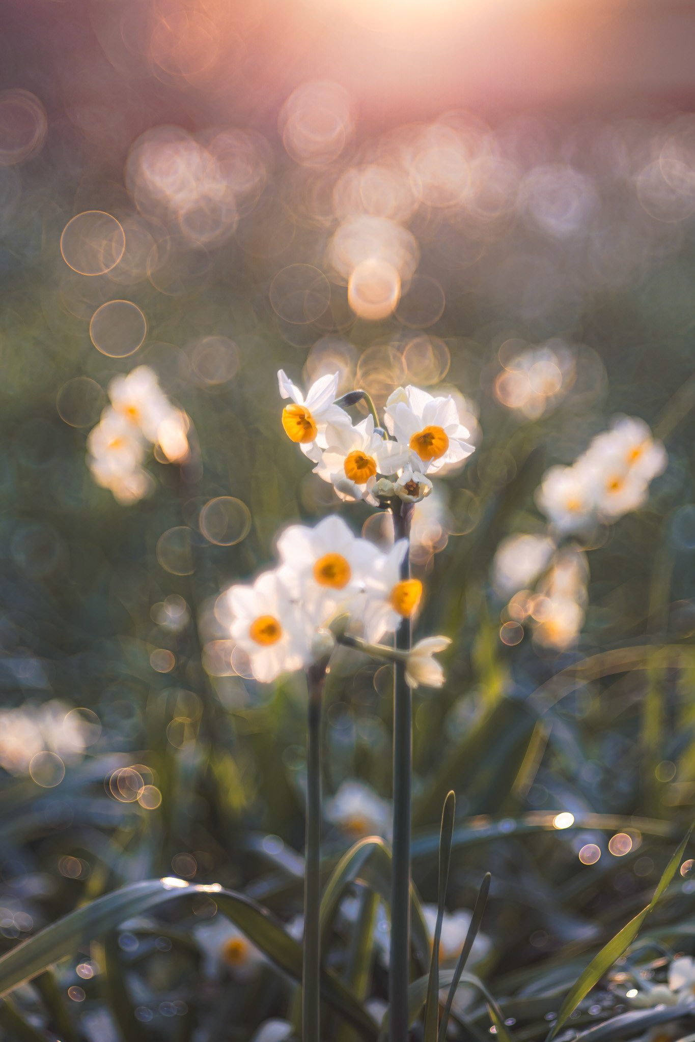 「純白の輝き」Meyer-Optik Gorlitz Trioplan 100mm F2.8