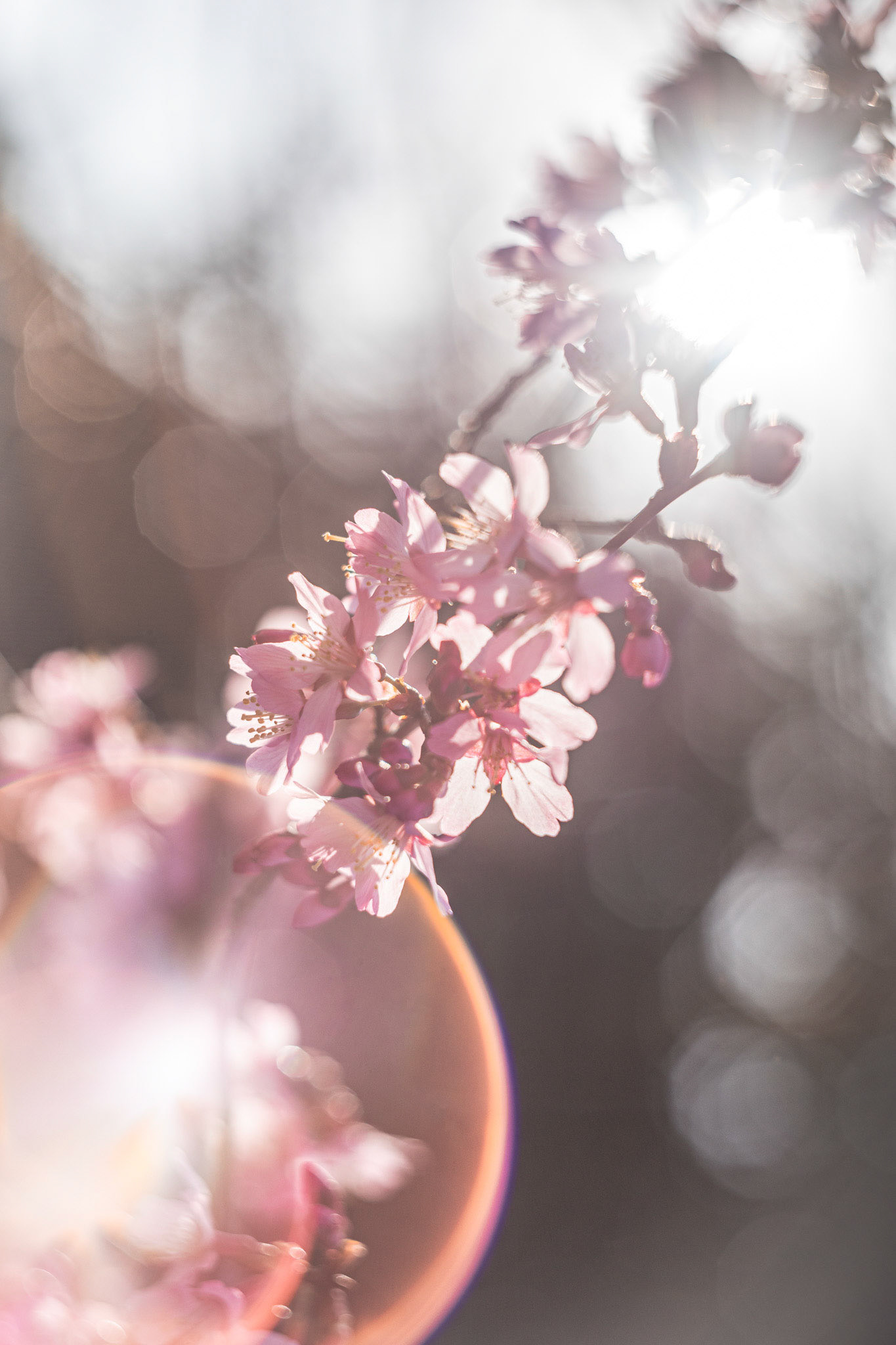 「光の桜、影の春」Hellios44-2 58mm F2