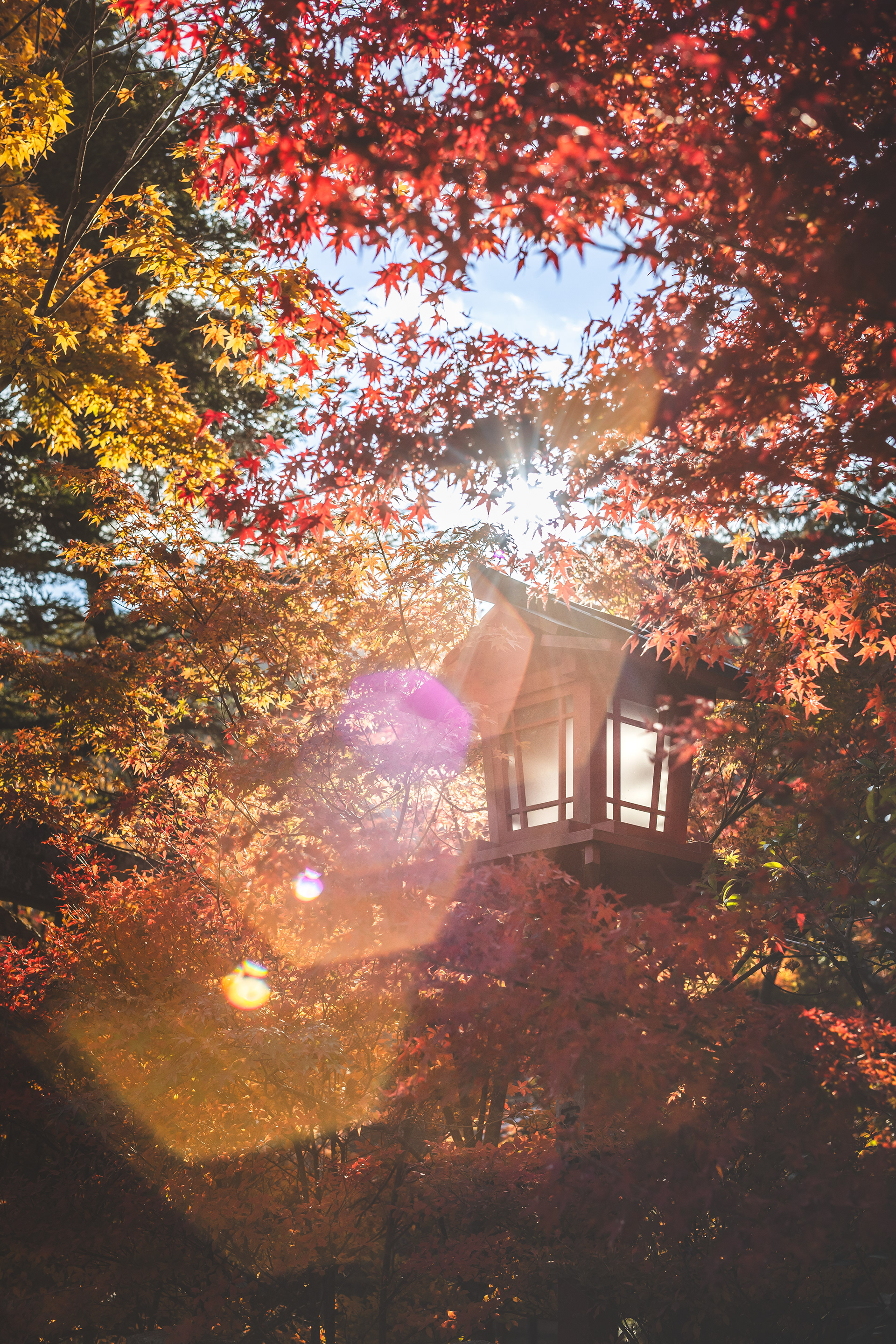「紅葉に落葉」Porst color reflex auto 55mm F1.4
