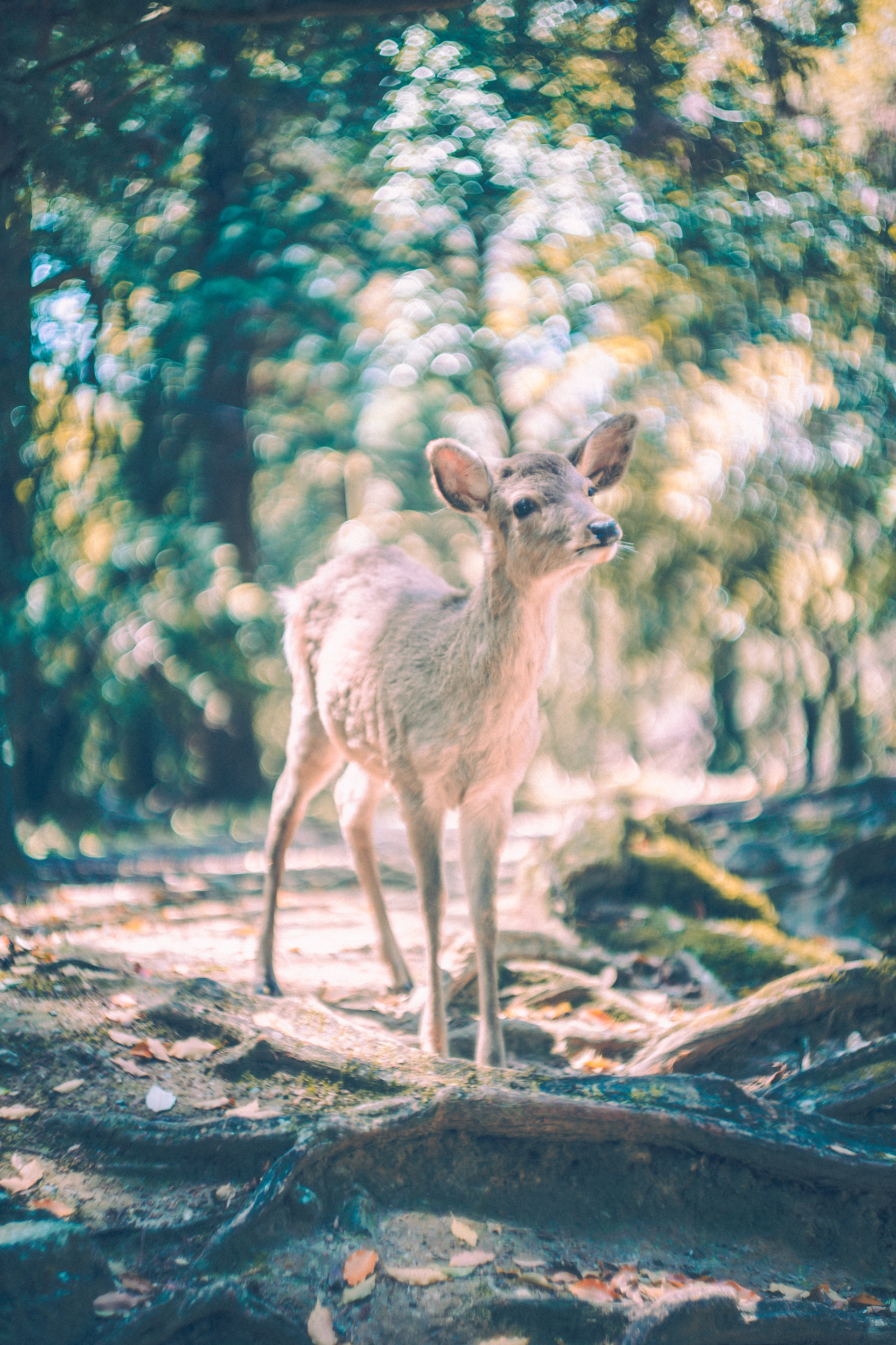 「Disney in Nara」Leica summarit 5cm F1.5