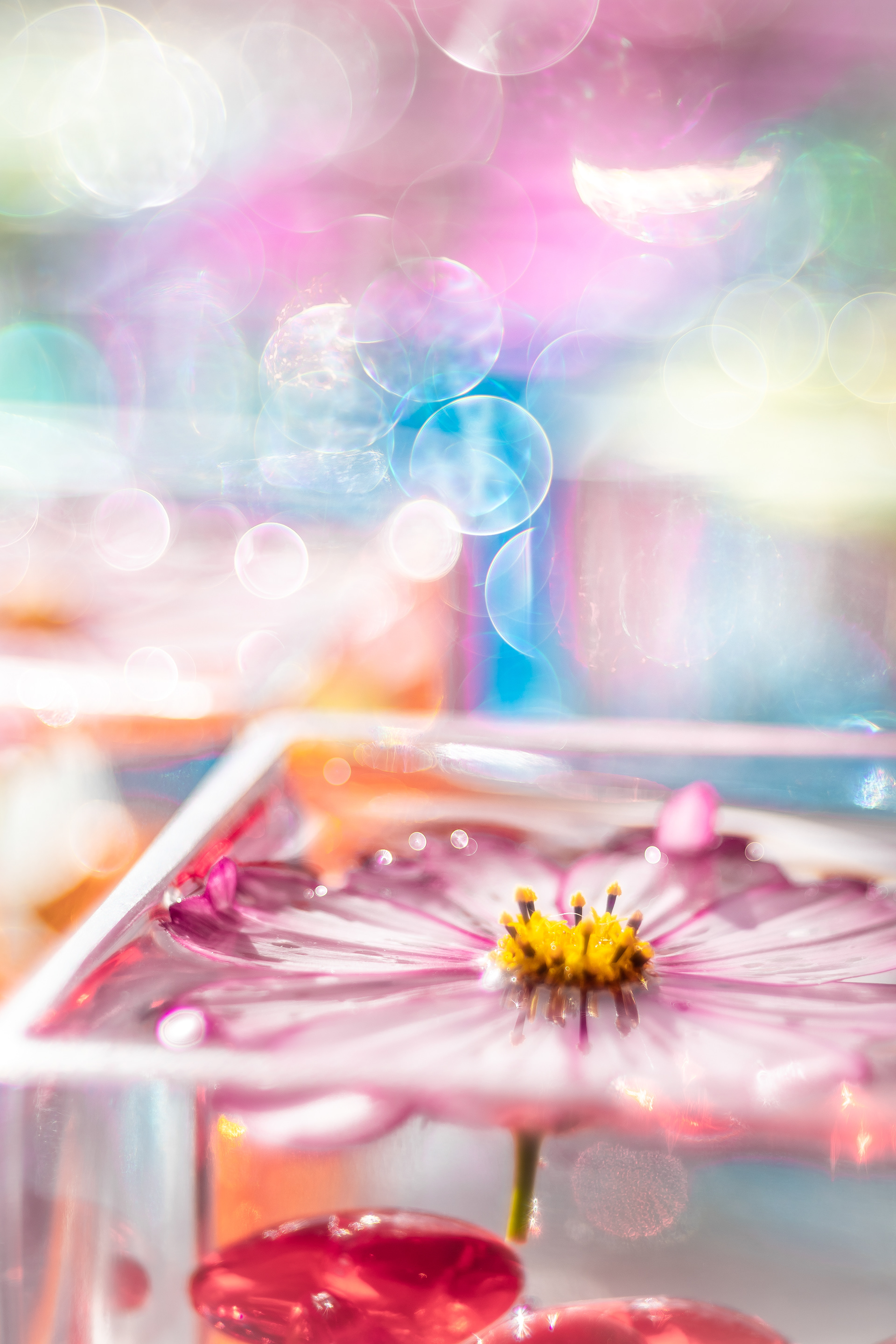 「夢シャボン」Meyer-Optik Gorlitz Trioplan 100mm F2.8