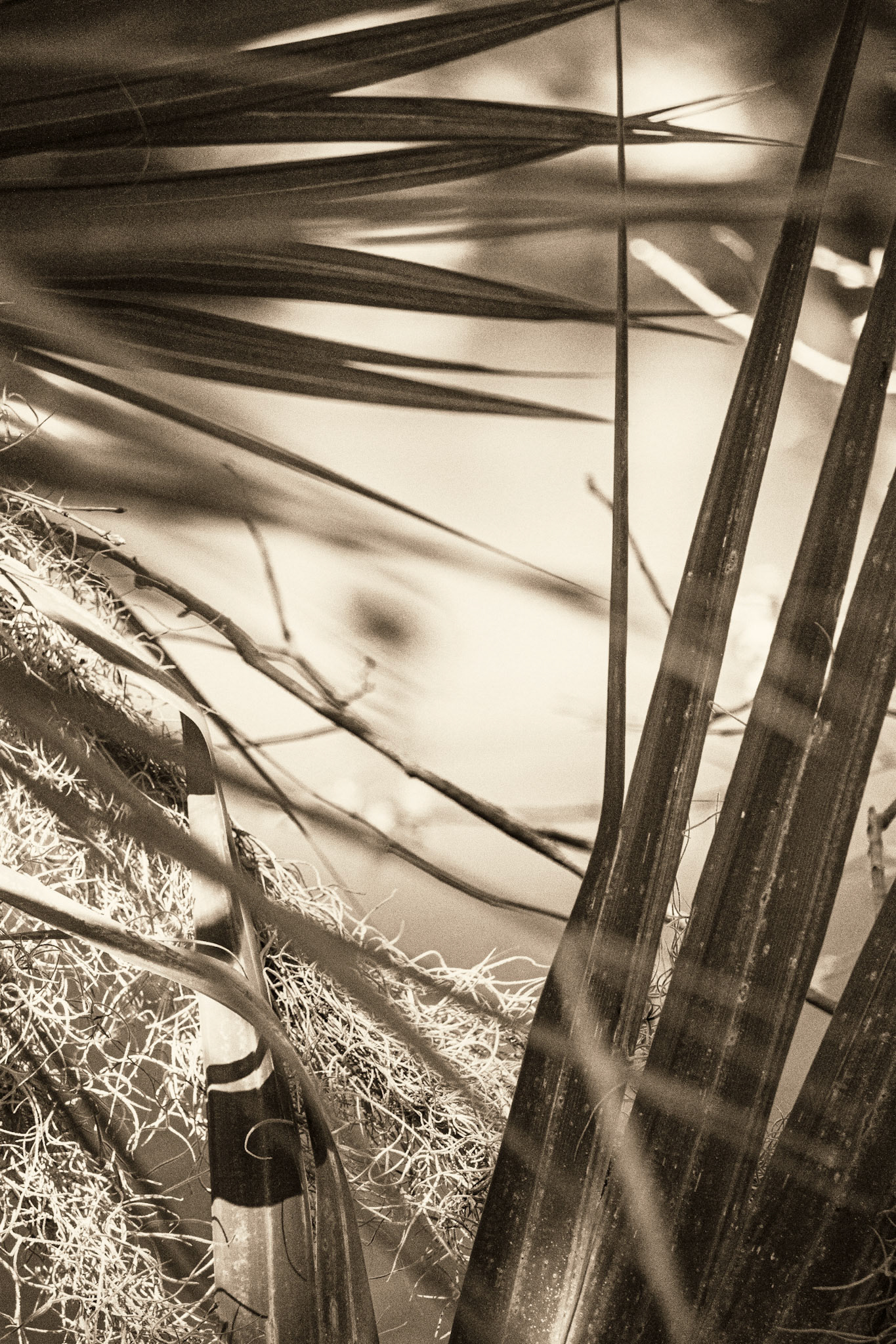 Black and White Palm Leaves