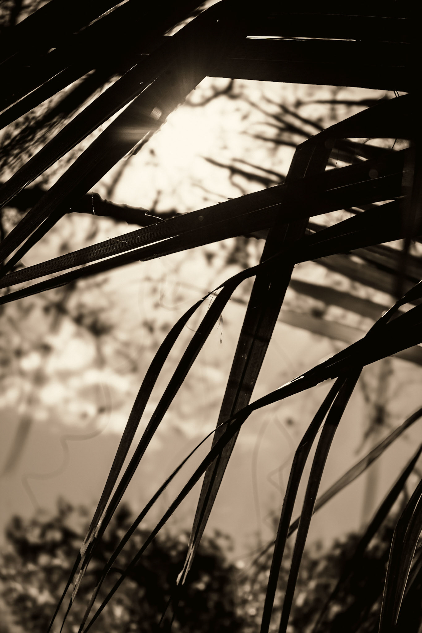 Black and white palm