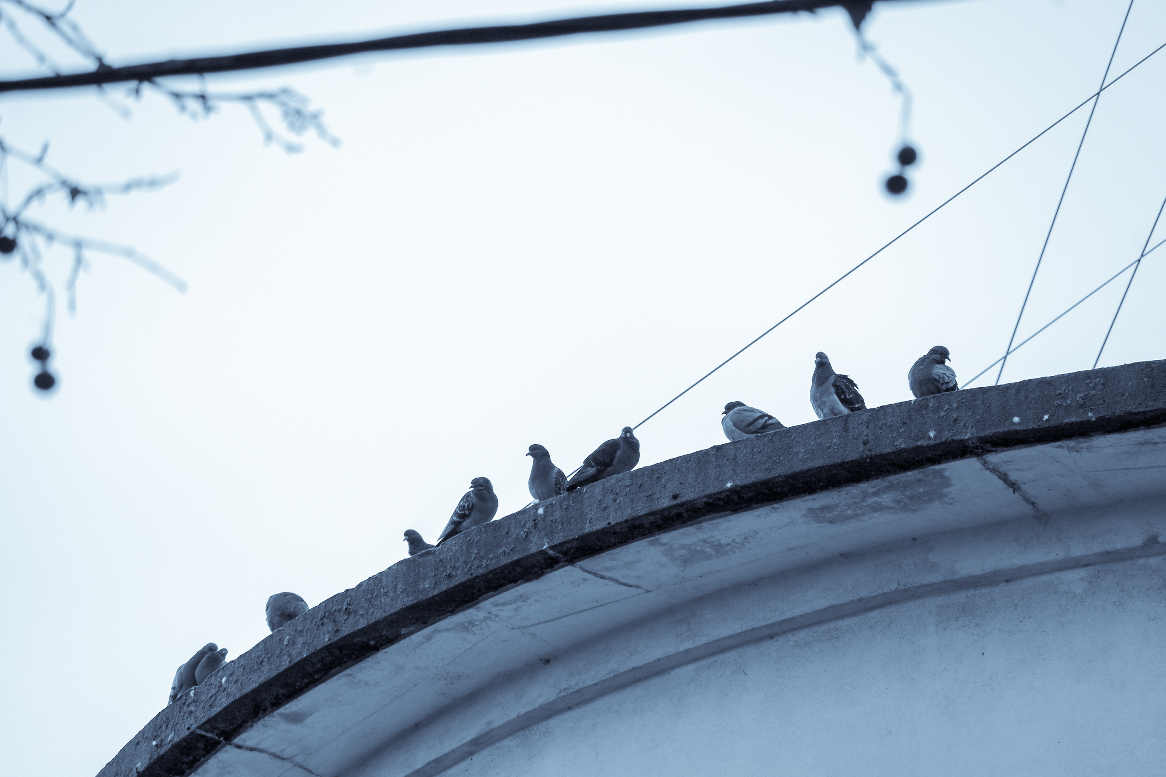 Pigeon