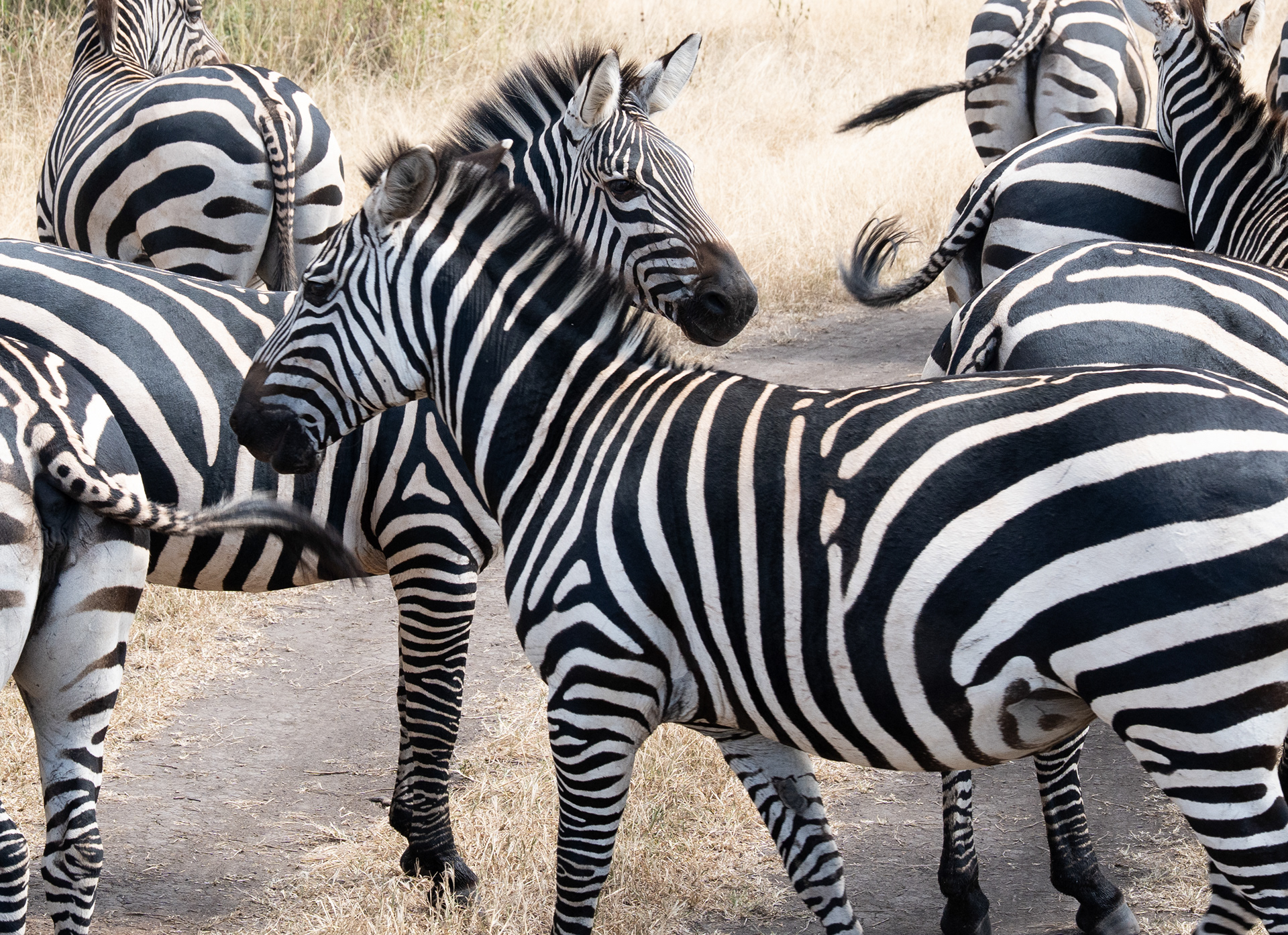 Zebras in Akagera National Park on Sunday, May 31, 2026 on the border of Tanzania and Rwanda.   Akagera was affected by the genocide through a 50% size decrease, severe wildlife loss and increased poaching, according to the Akagera website.   But poaching has been significantly reduced and wildlife numbers have increased by over 100% since 2010.  Local cooperatives and freelance guides have partnered with the park to serve tourists, and Akagera is 90% self-financing as of 2025. (Photo/Evan Frilingos 2026)
