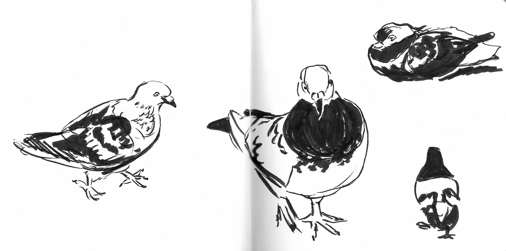 Pigeons