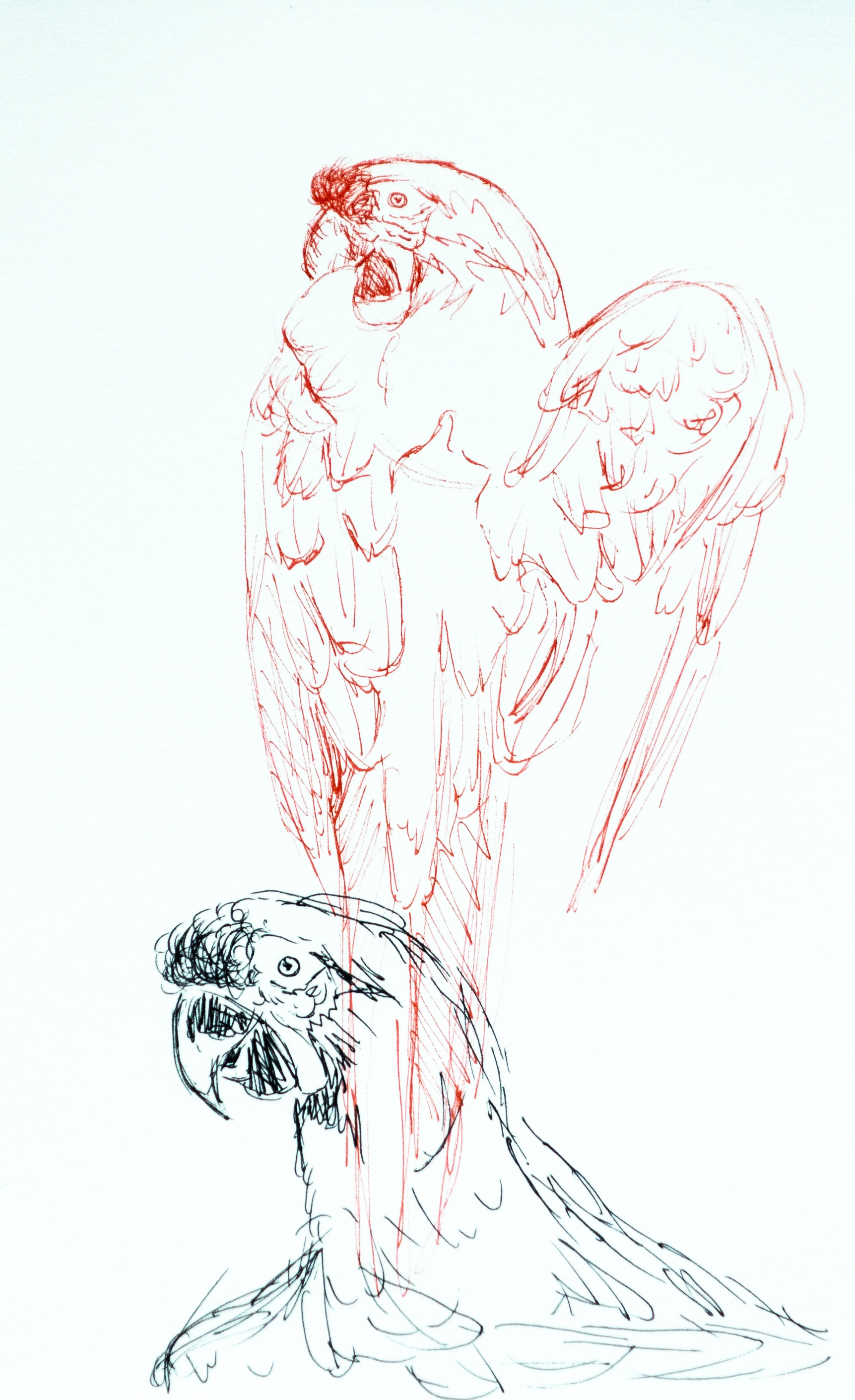 Parrot