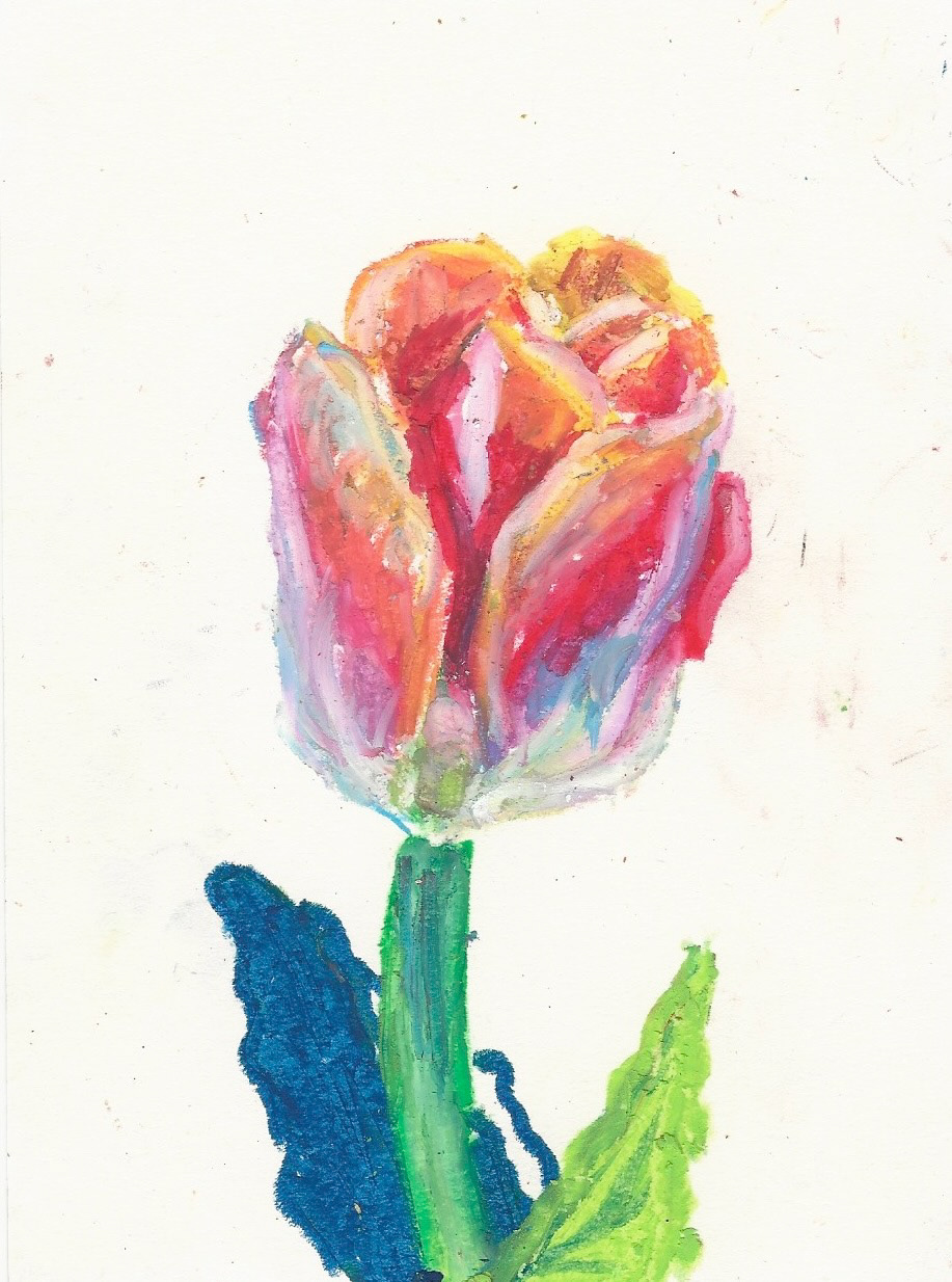Tulip