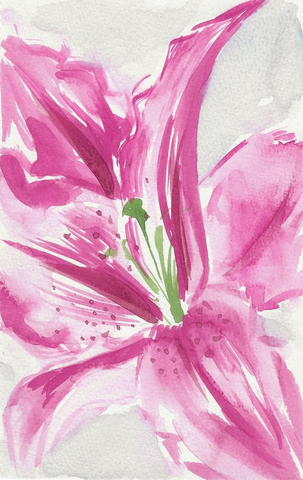 Lily