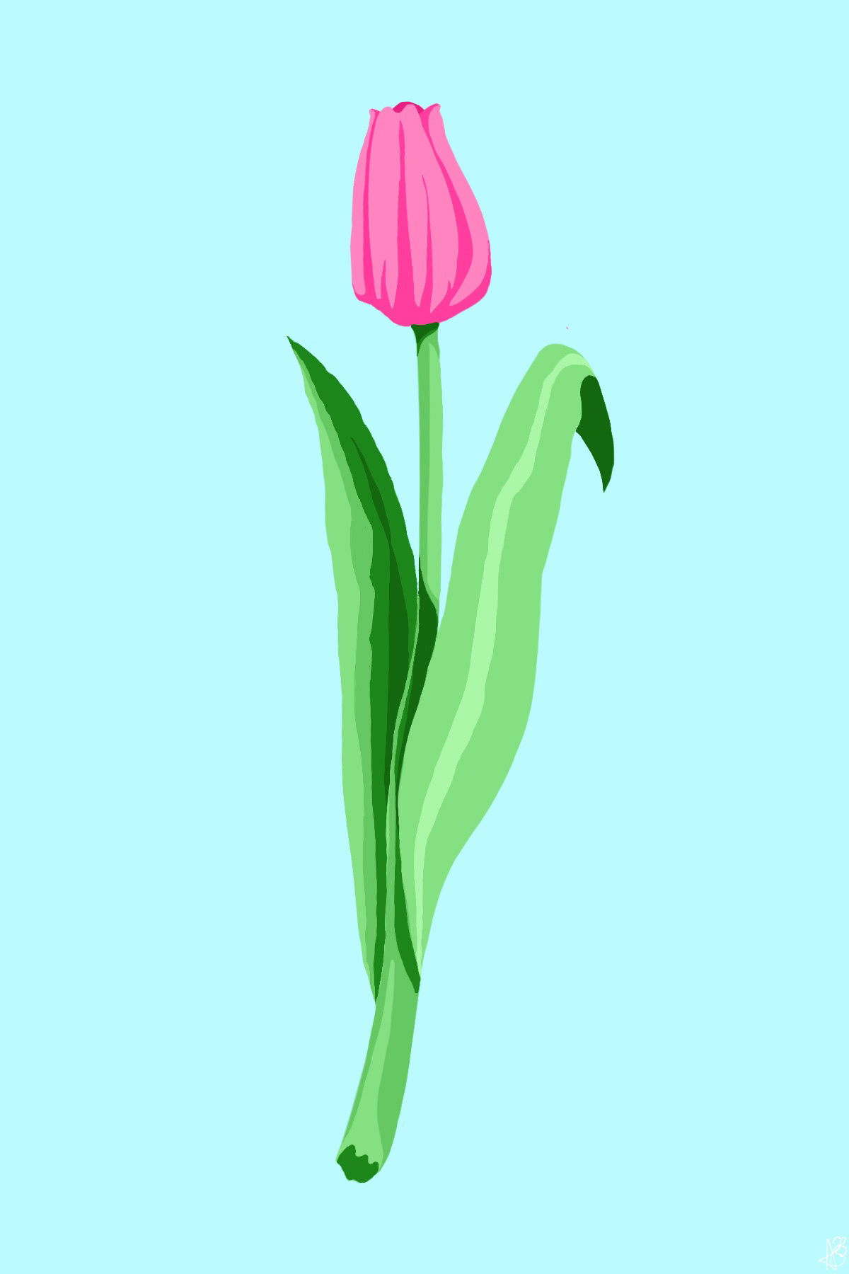 Tulip