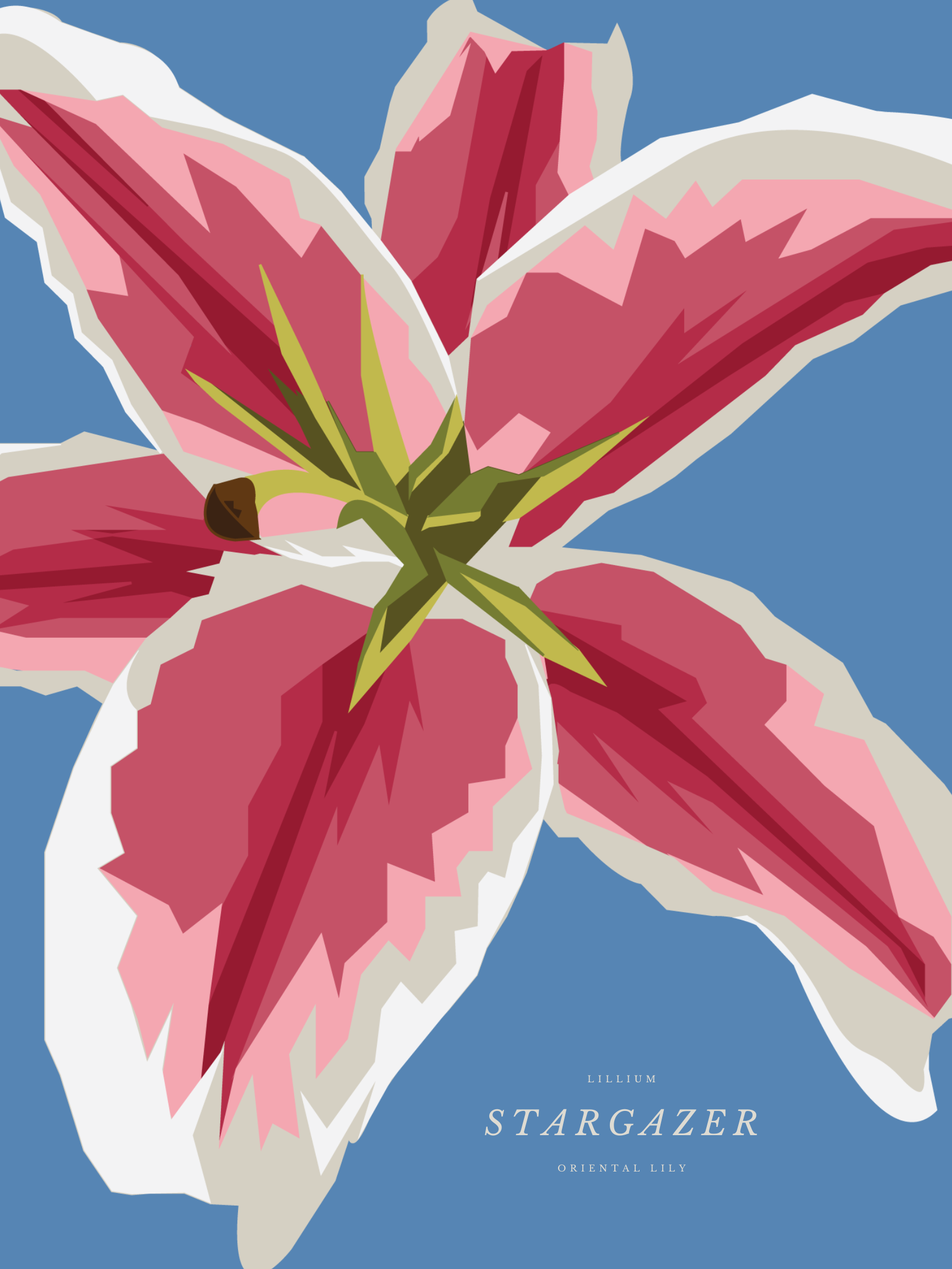 Stargazer Lily