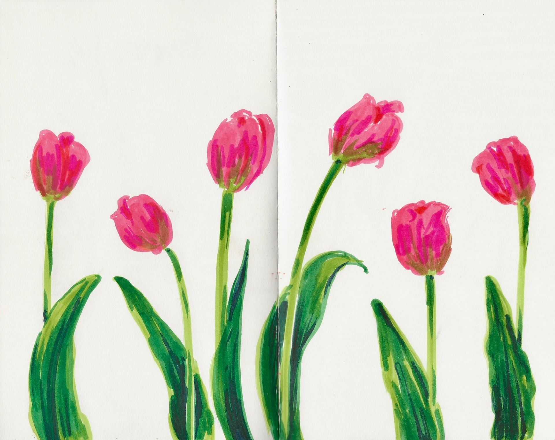 Tulips