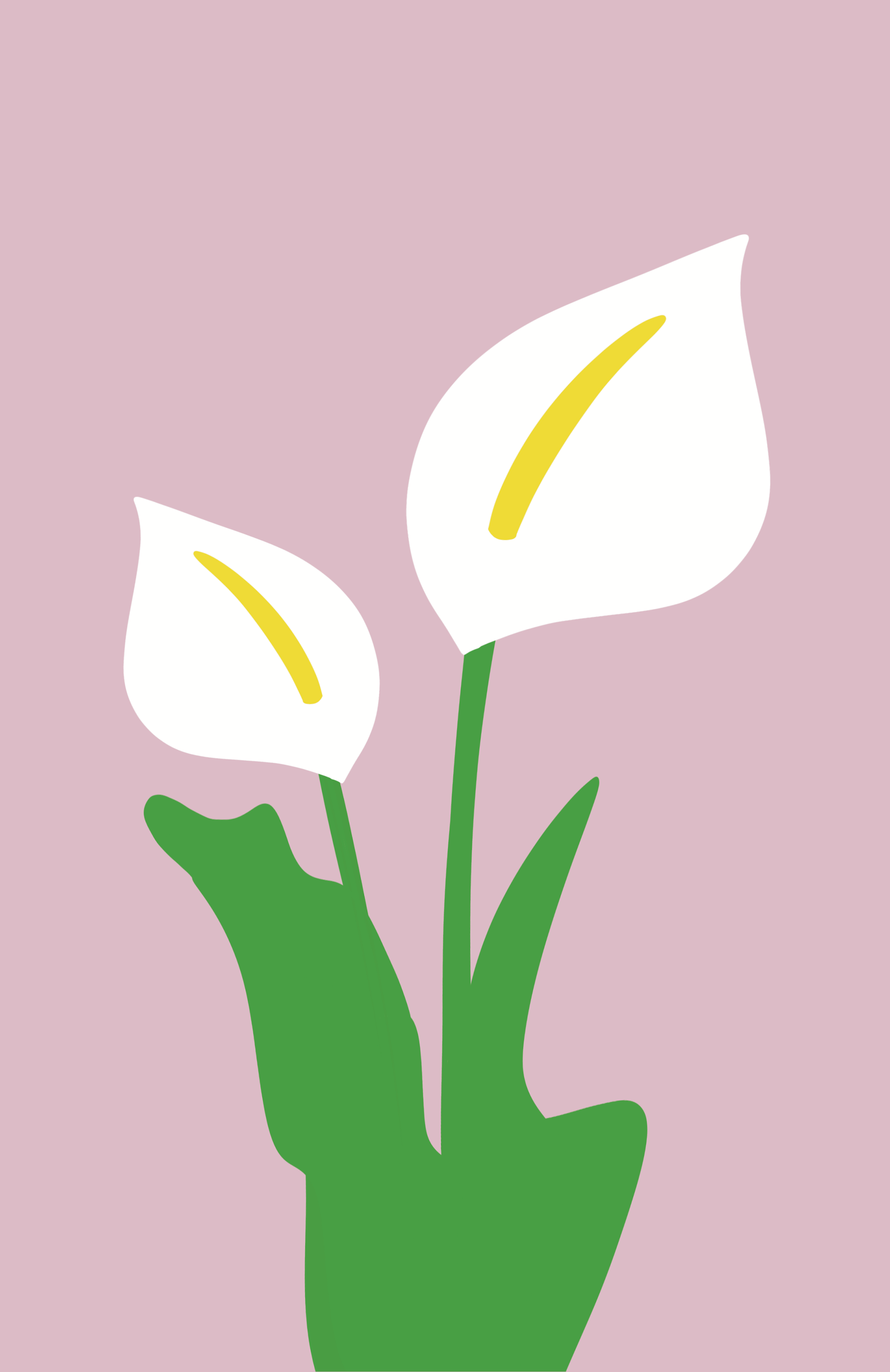Calla Lillies