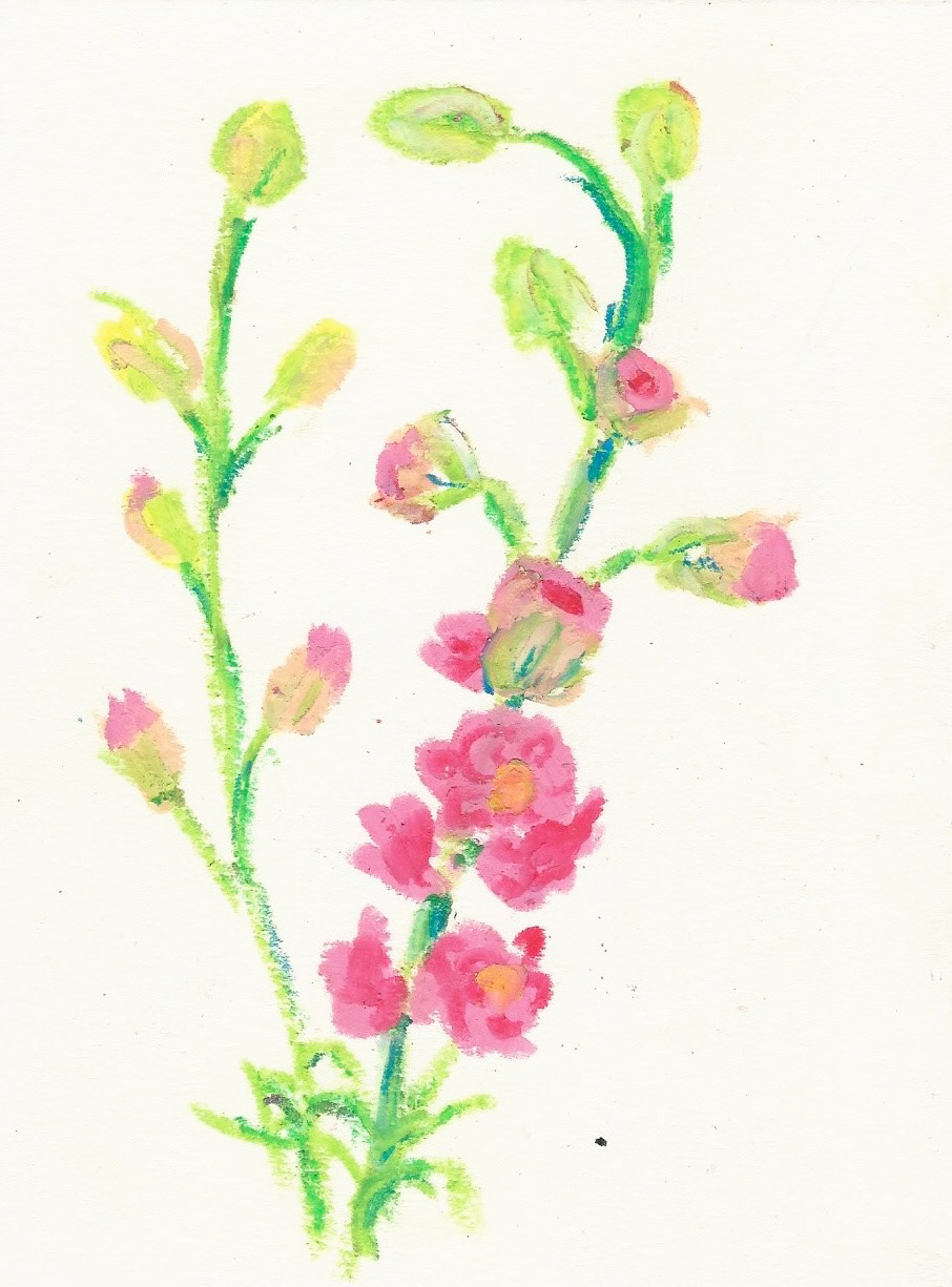 Delphinium