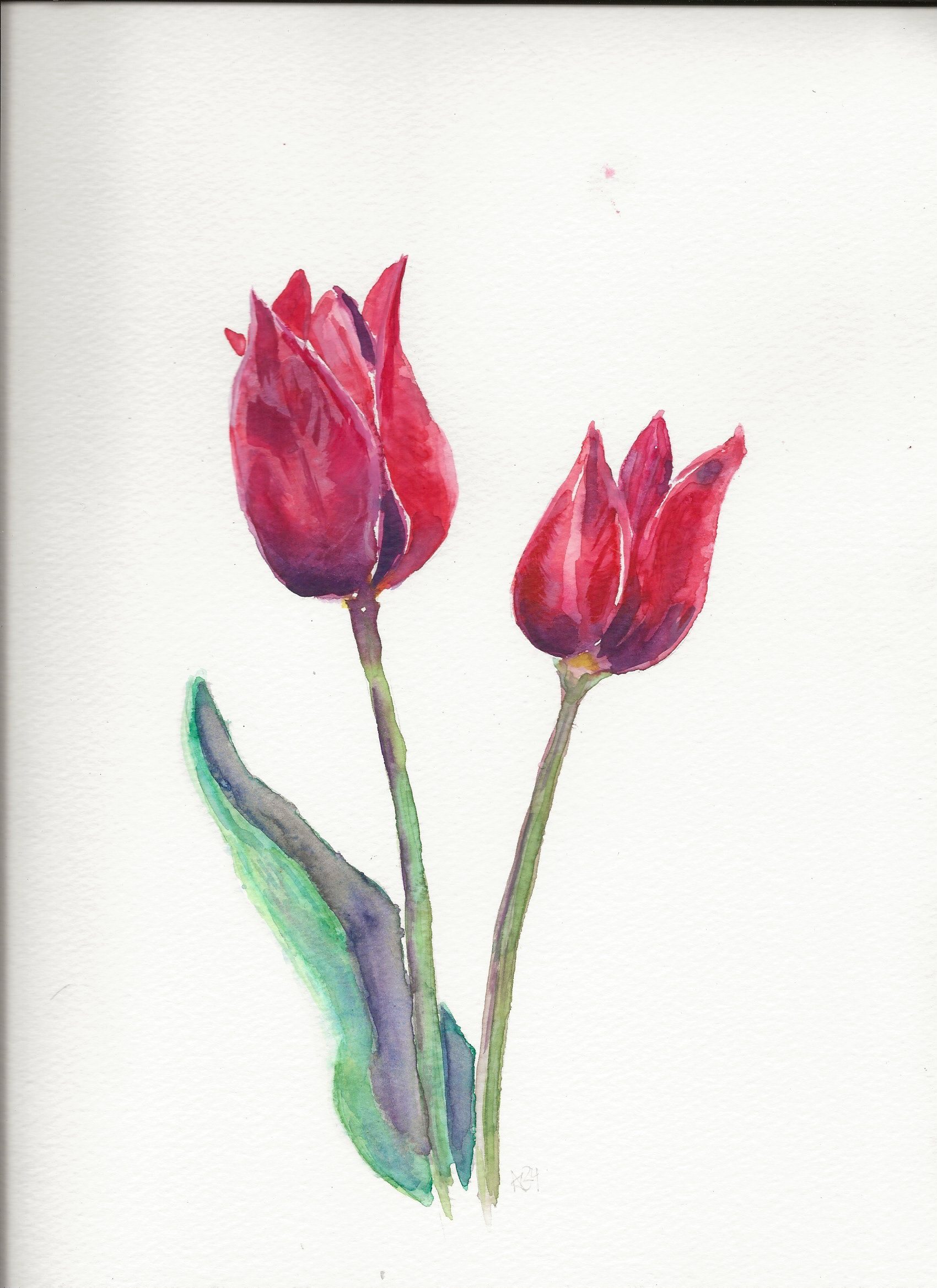 Two Red Tulips