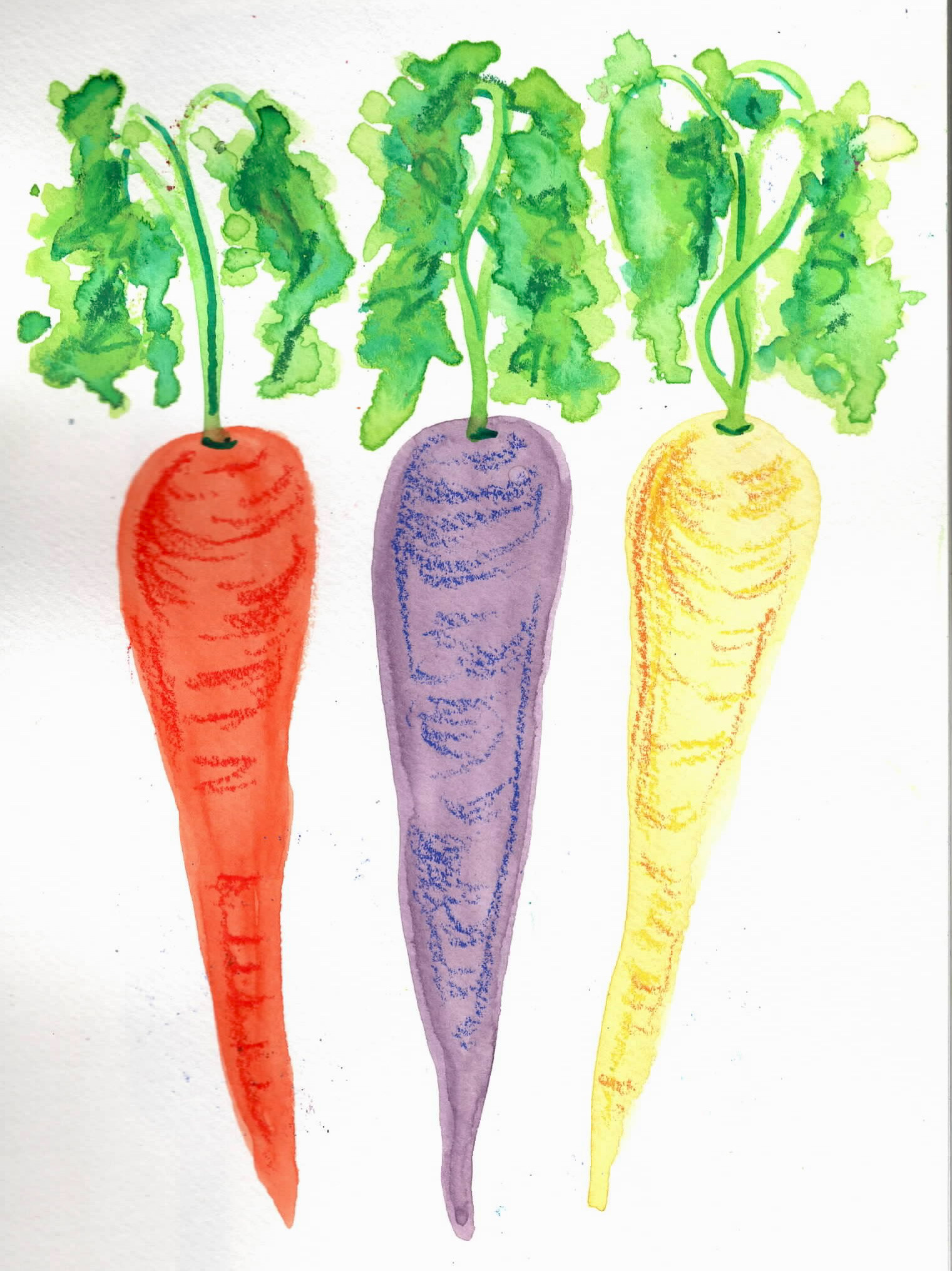 Colorfull Carrots