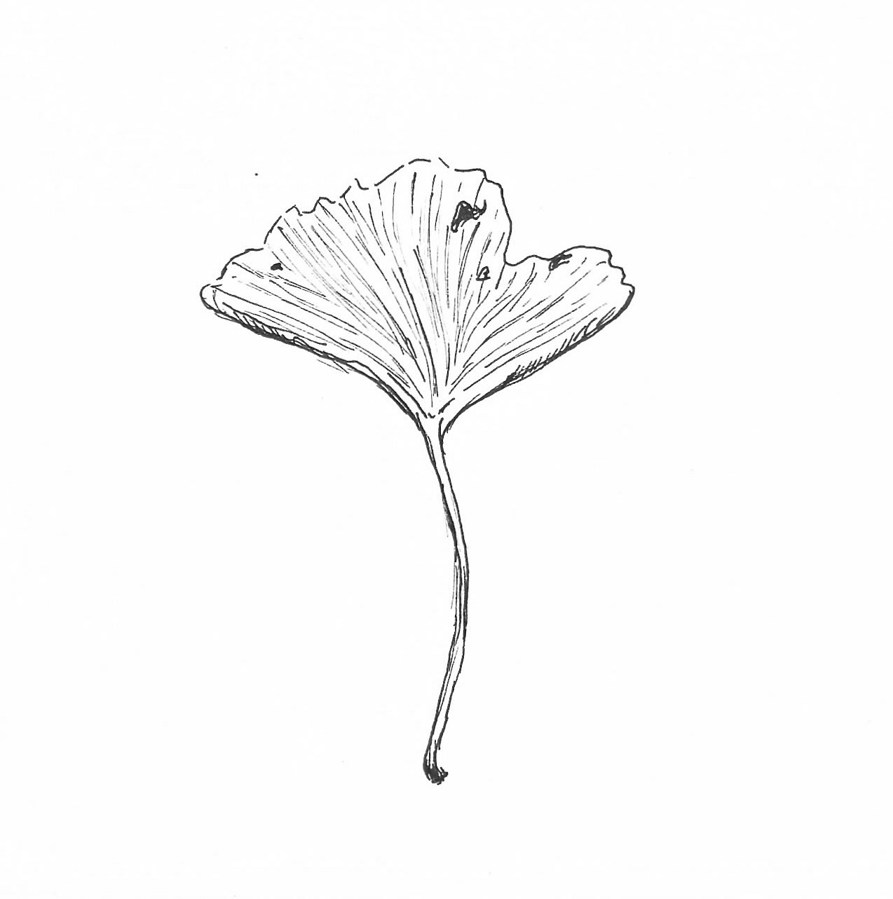 Ginko Leaf