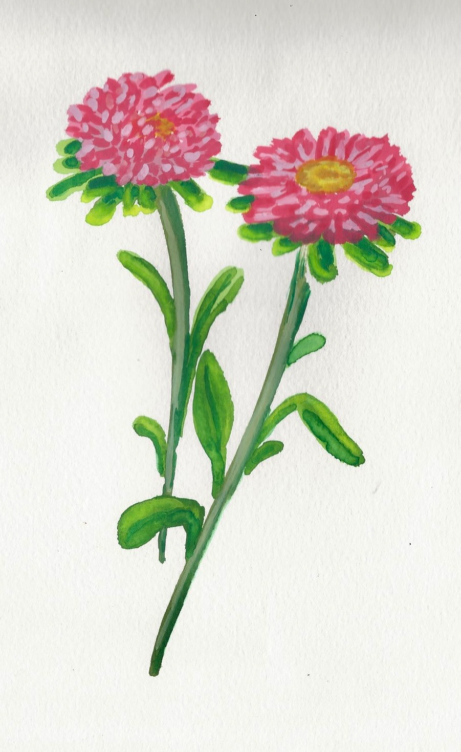 Pink Flowers